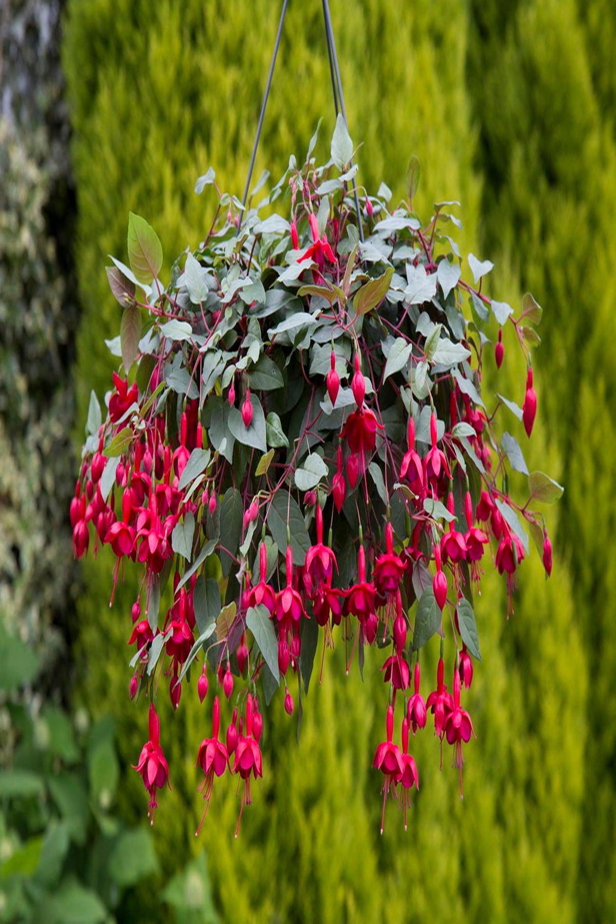 10 Adet Kırmızı Küpeli Çiçeği Fidesi - Fuchsia Marinka (Mini Saksı 5-10 cm)
