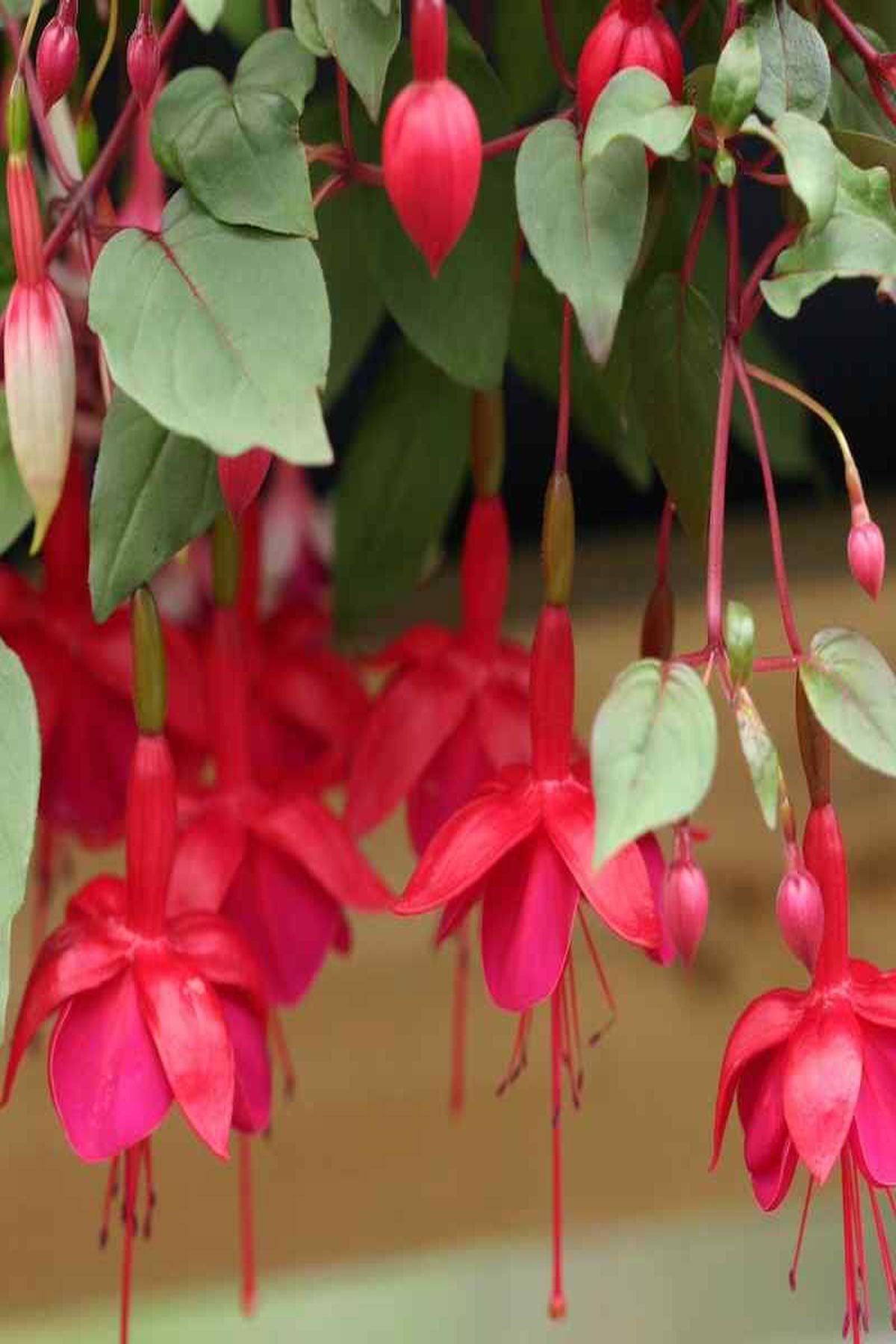 10 Adet Kırmızı Küpeli Çiçeği Fidesi - Fuchsia Marinka (Mini Saksı 5-10 cm)