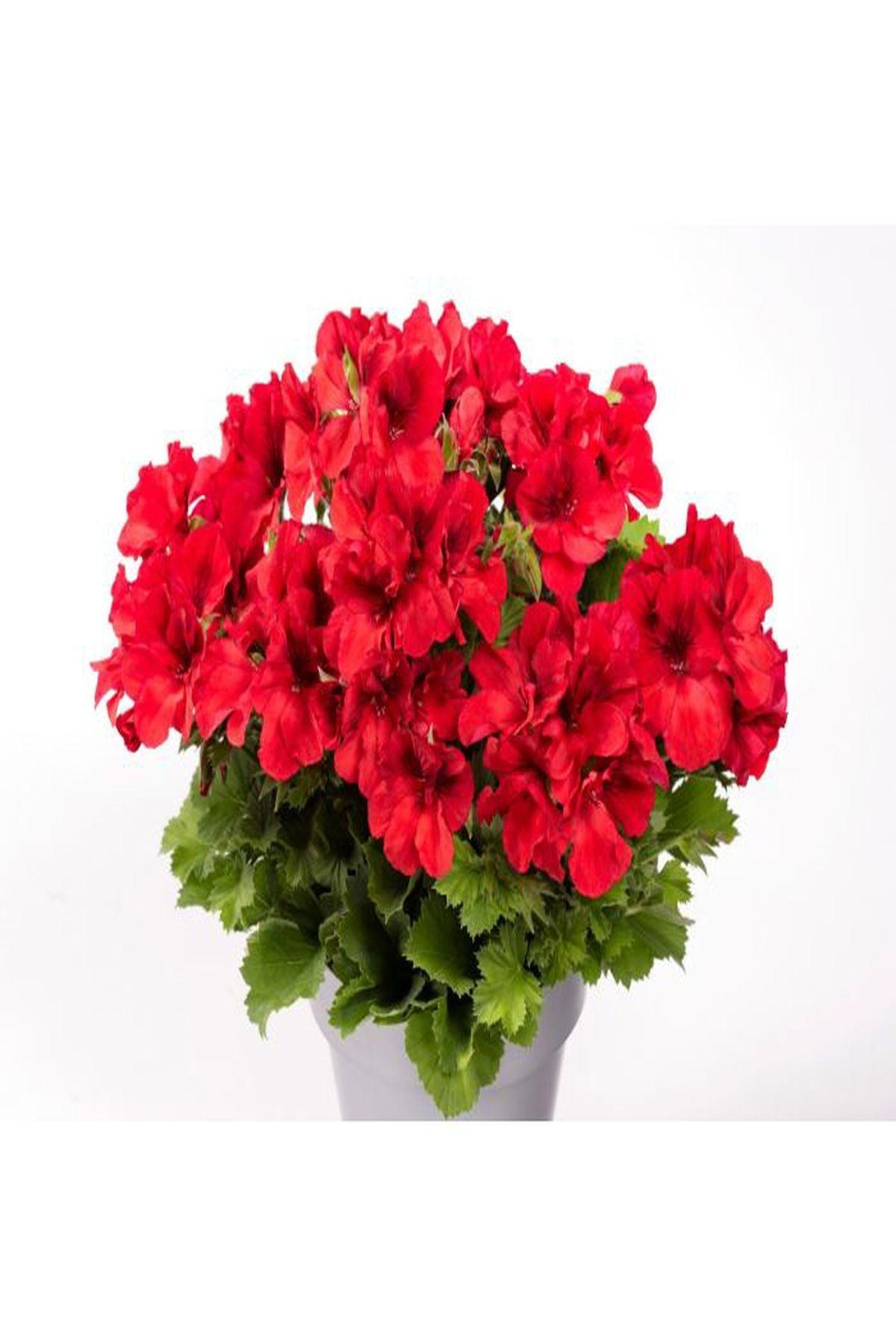 10 Adet Parlak Kırmızı Canan Sardunya Fidesi (mini saksıda-5-10 cm) - Bahçenize Canlılık ve Renk Katın!