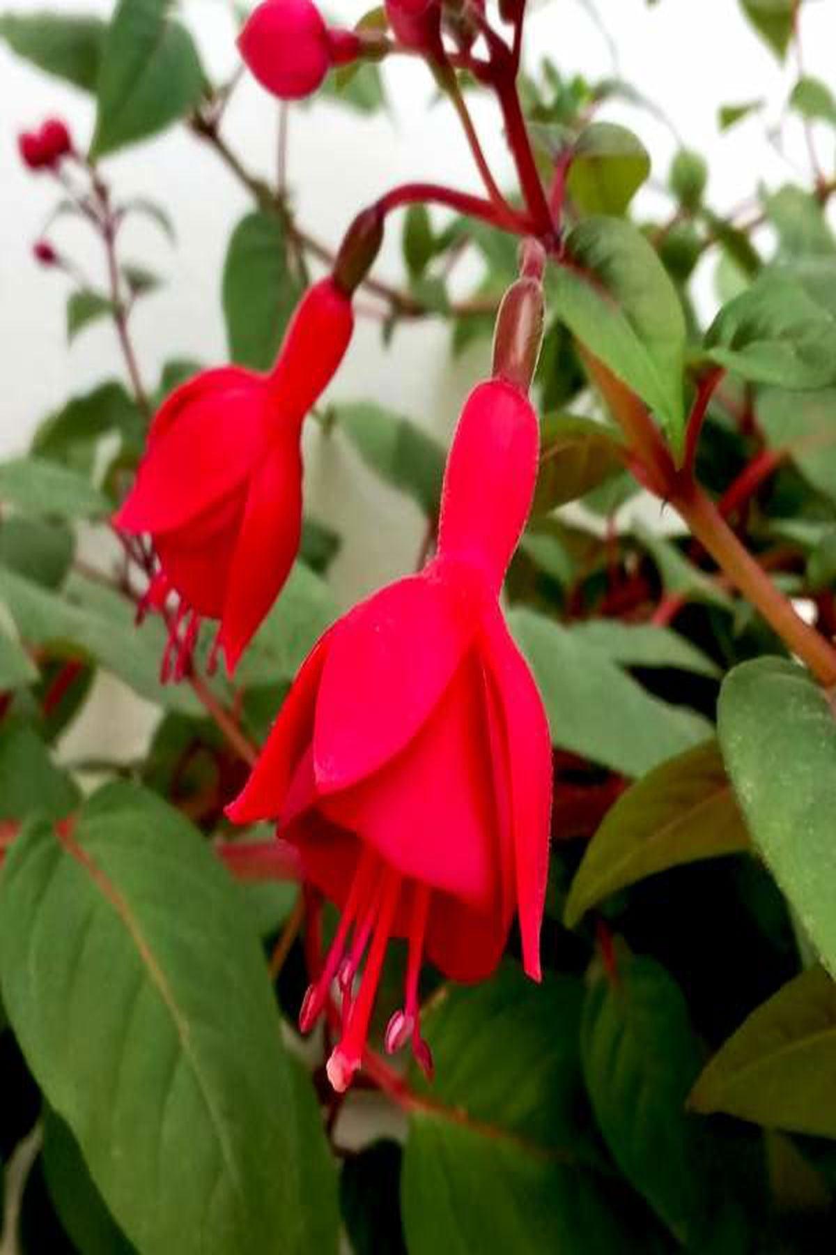 10 Adet Kırmızı Küpeli Çiçeği Fidesi - Fuchsia Marinka (Mini Saksı 5-10 cm)