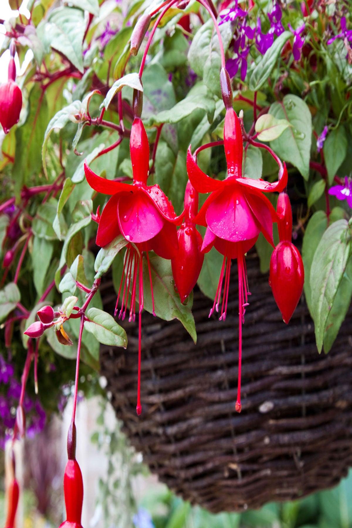 10 Adet Kırmızı Küpeli Çiçeği Fidesi - Fuchsia Marinka (Mini Saksı 5-10 cm)