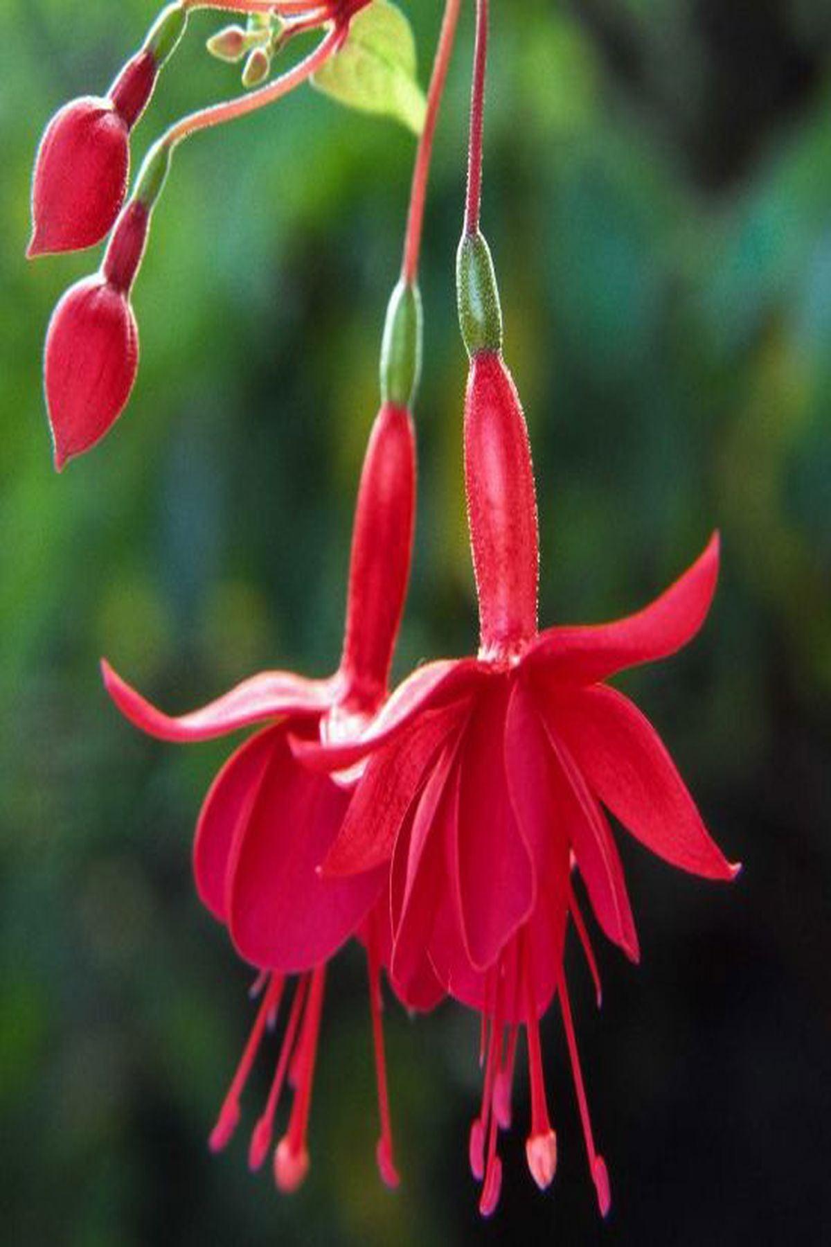 10 Adet Kırmızı Küpeli Çiçeği Fidesi - Fuchsia Marinka (Mini Saksı 5-10 cm)