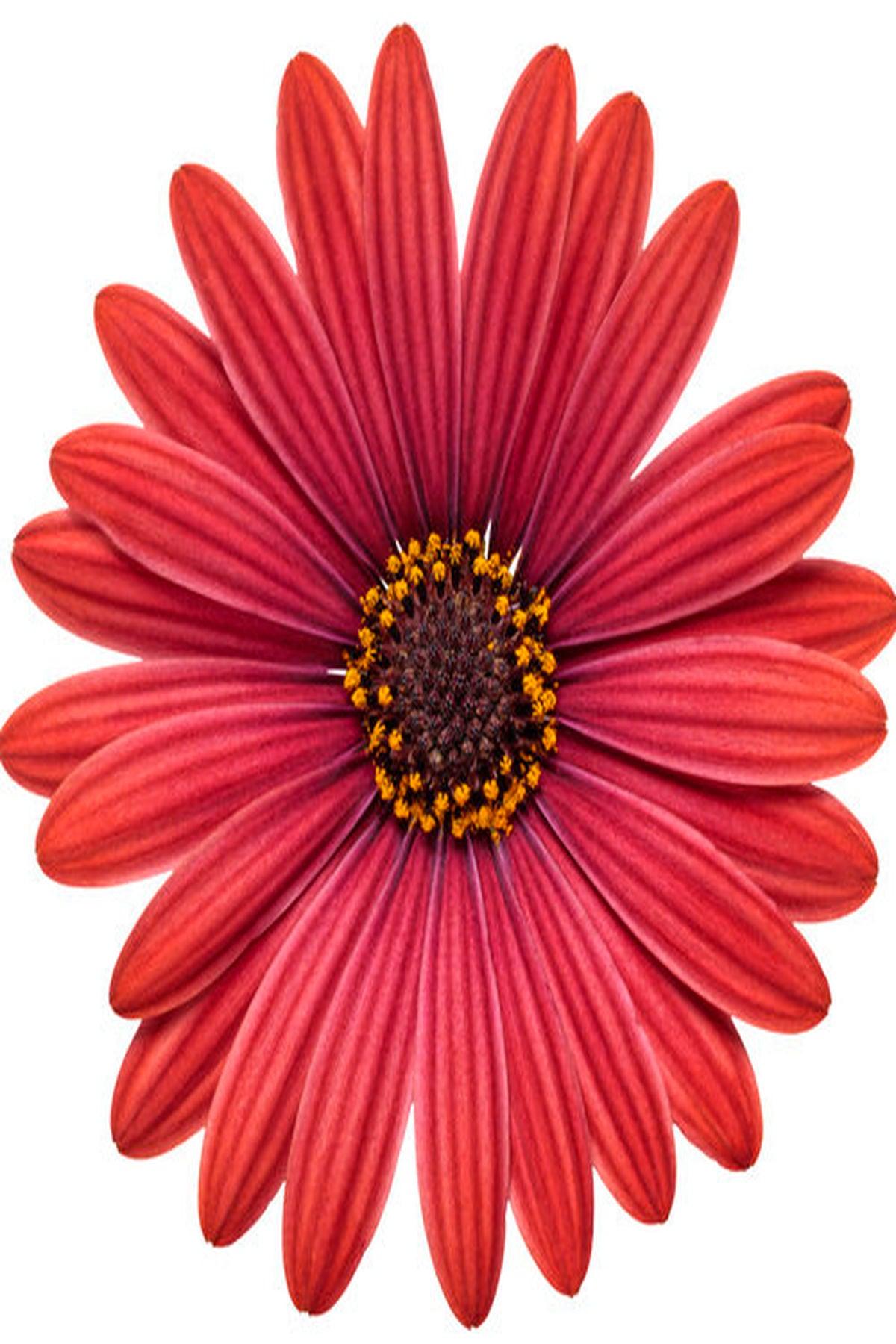 10 Adet Kırmızı Çiçekli Bodrum Papatyası Fidesi (mini saksı-5-10 cm) - Bahçenize Canlılık ve Renk Katın!