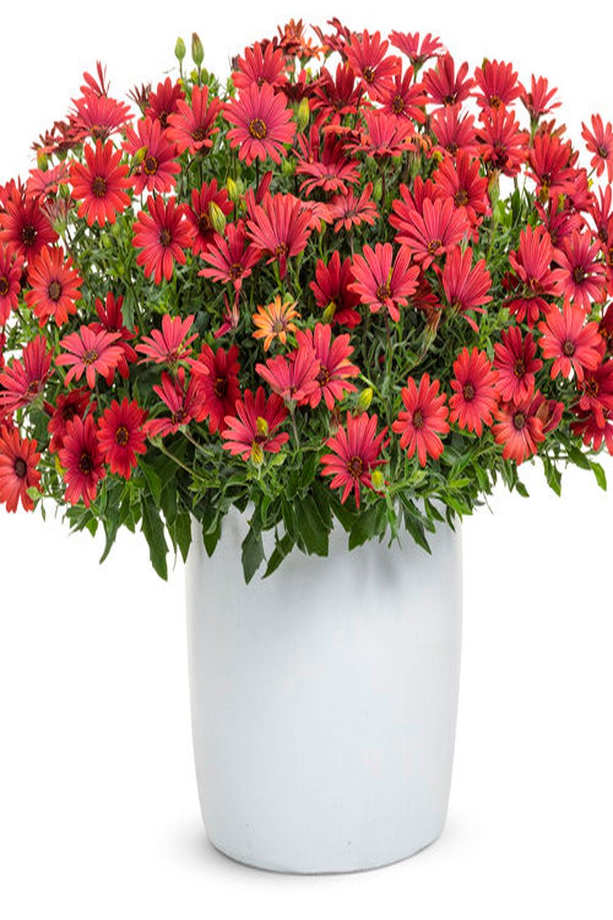10 Adet Kırmızı Çiçekli Bodrum Papatyası Fidesi (mini saksı-5-10 cm) - Bahçenize Canlılık ve Renk Katın!