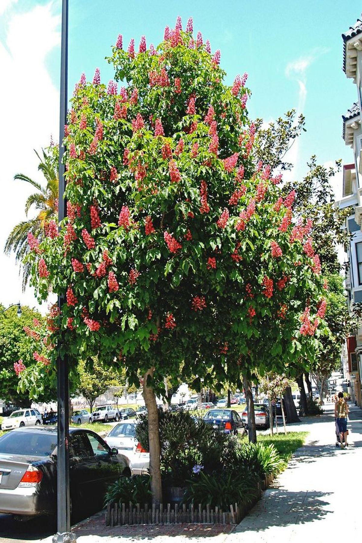 Kırmızı Çiçekli At Kestanesi Fidanı (Aesculus carnea) 120-150cm – ModaBotanik’te Özel Fırsatlar!
