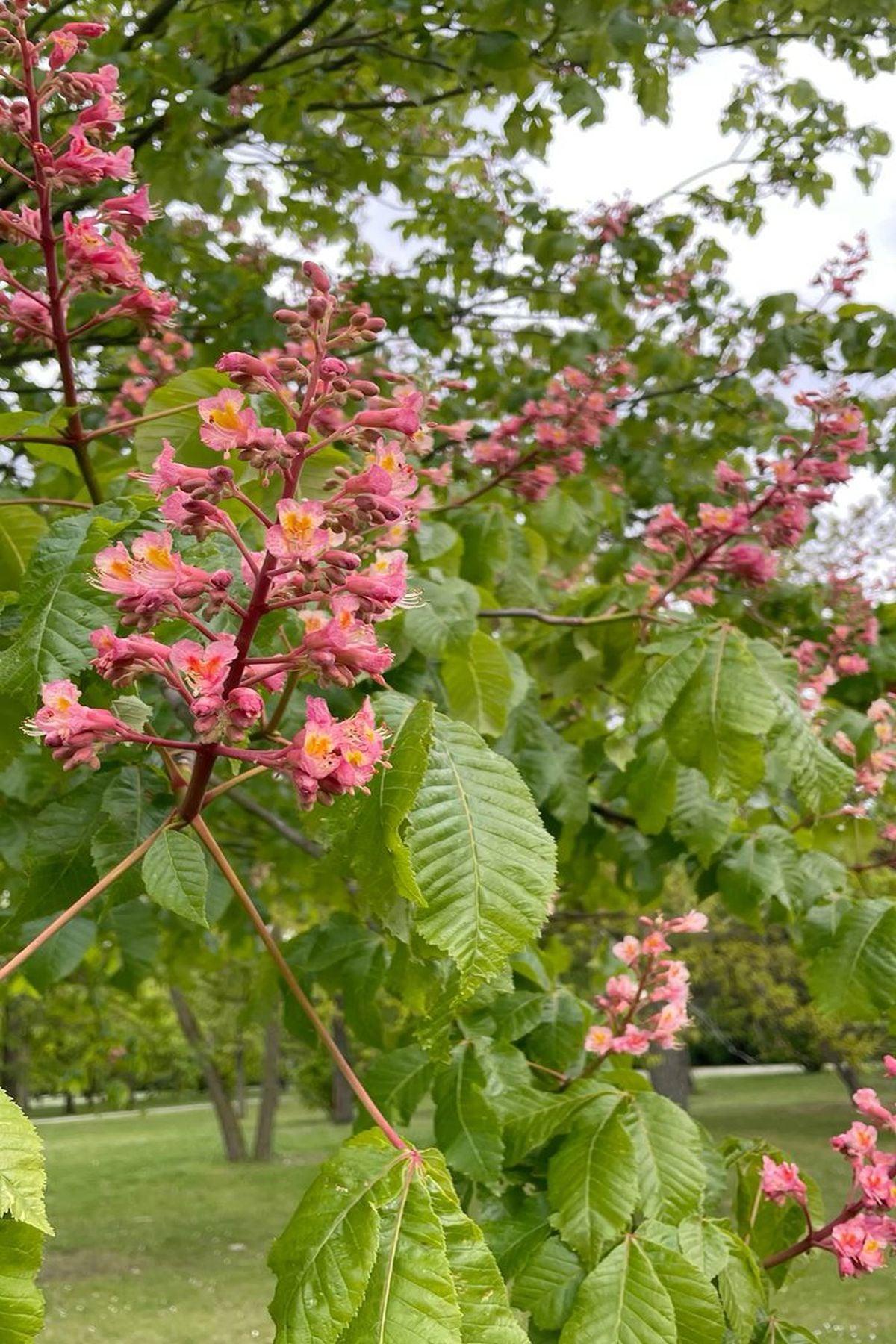 Kırmızı Çiçekli At Kestanesi Fidanı (Aesculus carnea) 120-150cm – ModaBotanik’te Özel Fırsatlar!
