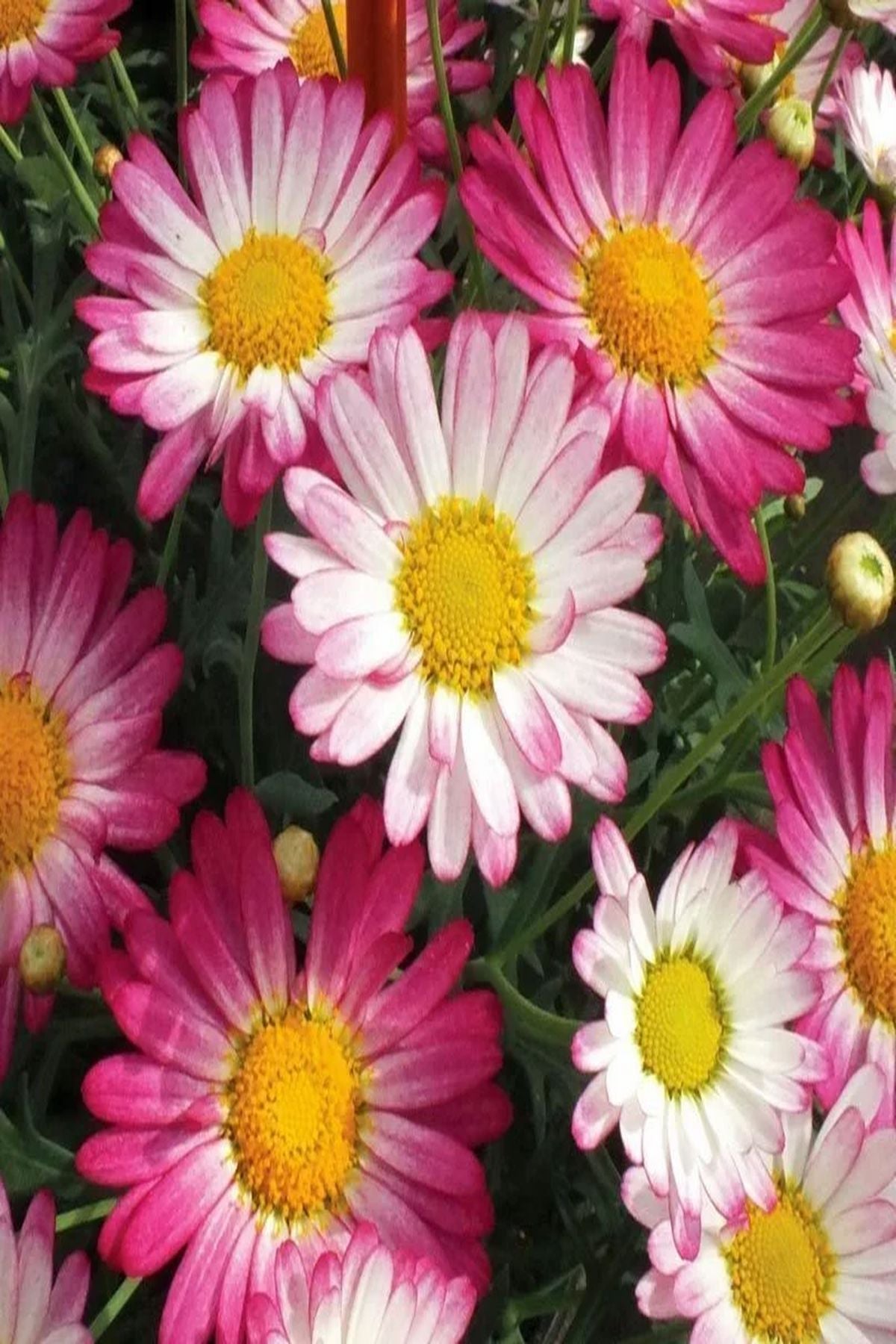 10 Adet "Pembe ve Alacalı Çeşme Papatyası Fidesi - Mini Saksıda"5-10 cm