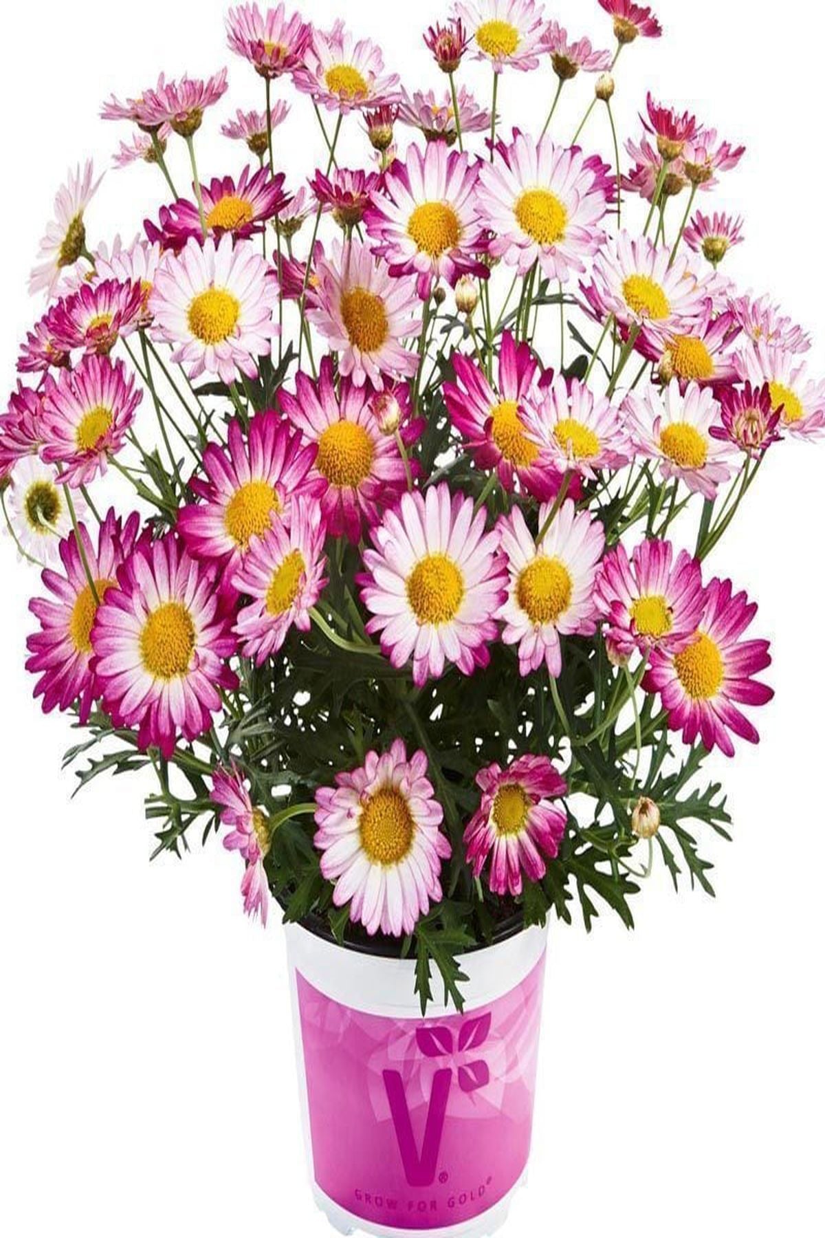 10 Adet "Pembe ve Alacalı Çeşme Papatyası Fidesi - Mini Saksıda"5-10 cm