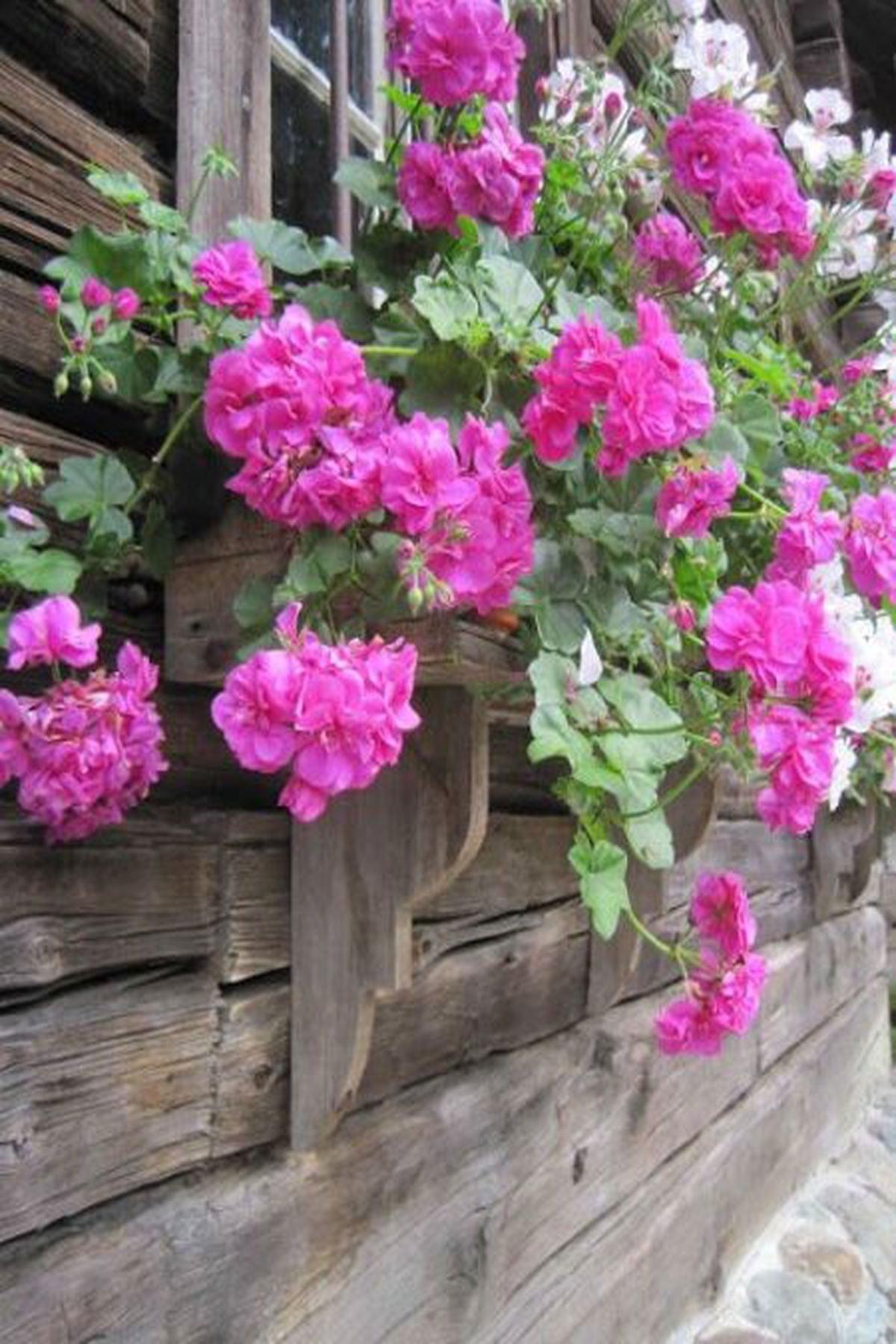 10 Adet"Stardust Gül Sakız Sardunya Fidesi - Pelargonium Ivy Rose - Mini Saksı 5-10 cm"