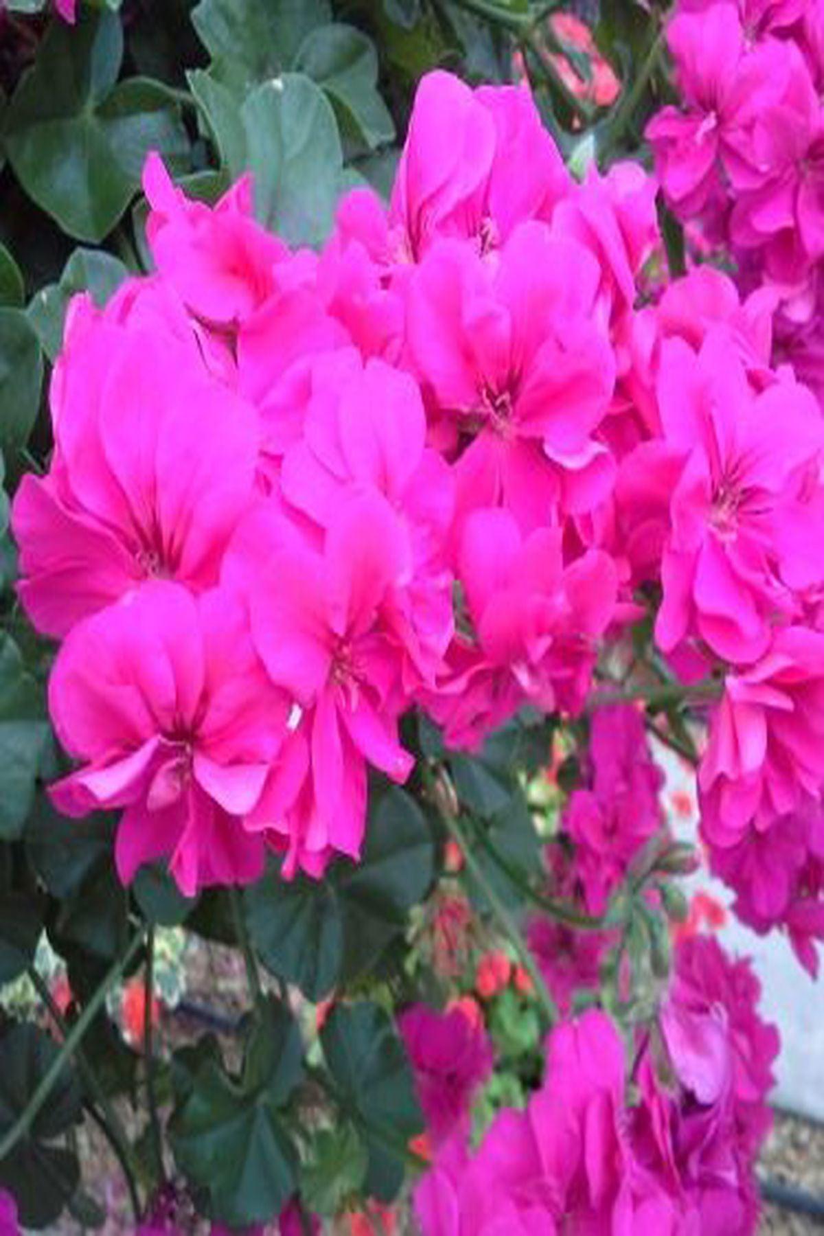 10 Adet"Stardust Gül Sakız Sardunya Fidesi - Pelargonium Ivy Rose - Mini Saksı 5-10 cm"