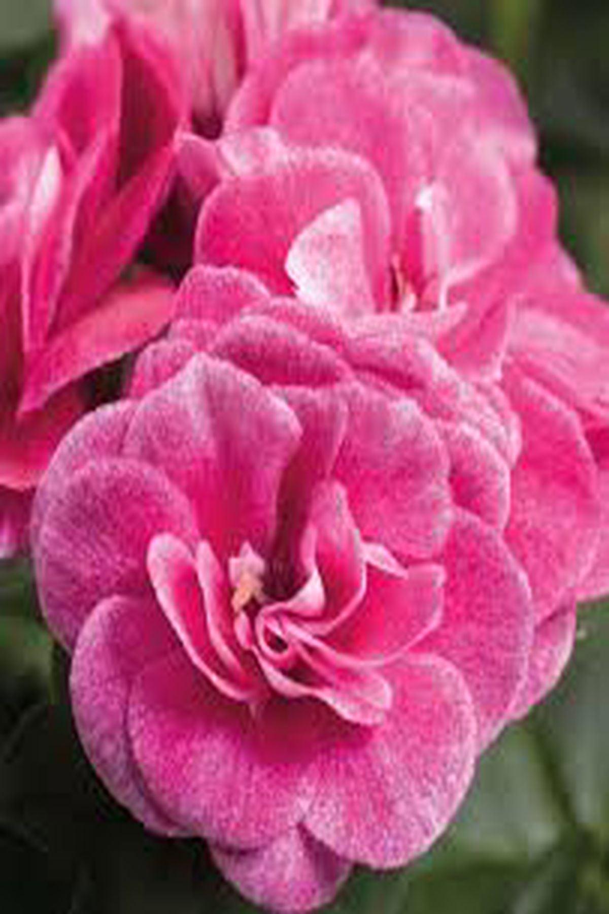10 Adet"Stardust Gül Sakız Sardunya Fidesi - Pelargonium Ivy Rose - Mini Saksı 5-10 cm"