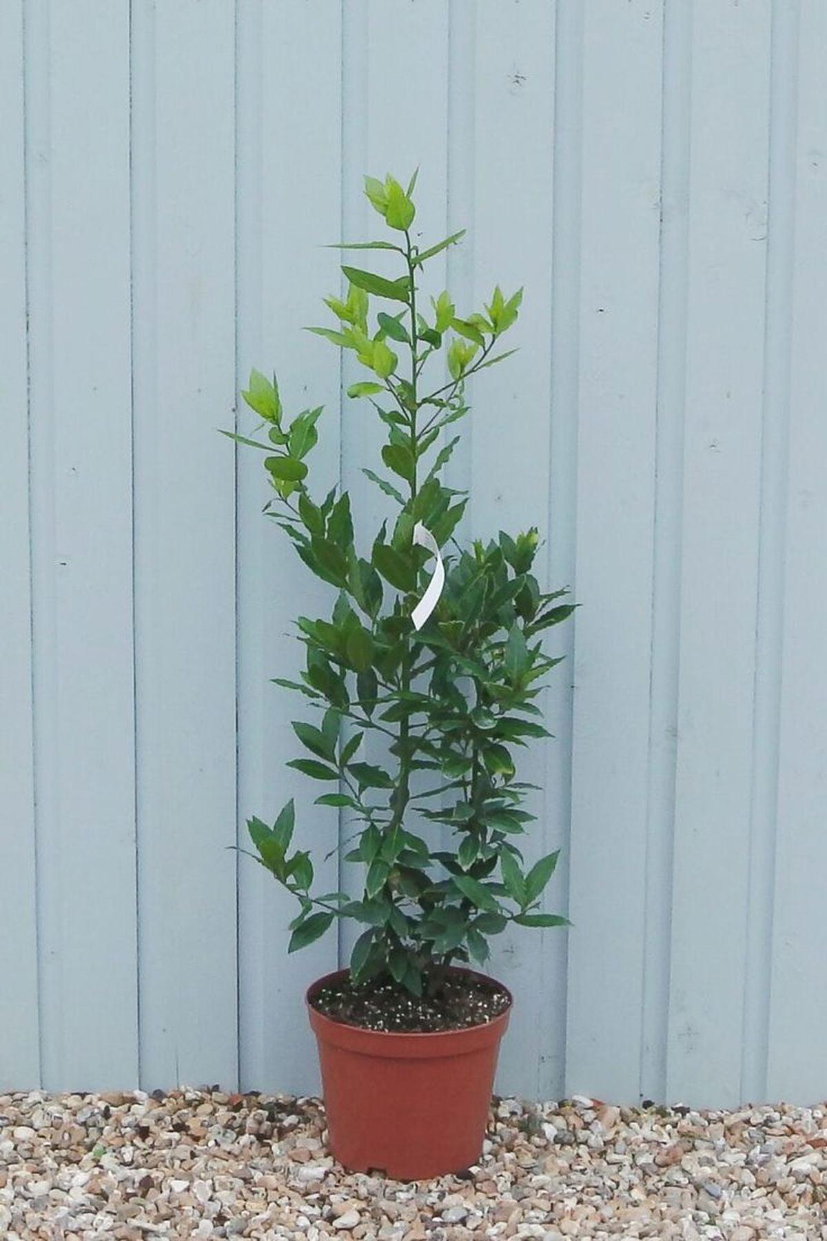 4 Adet Defne (Laurus) 80-100 cm Fidanı – ModaBotanik’te!