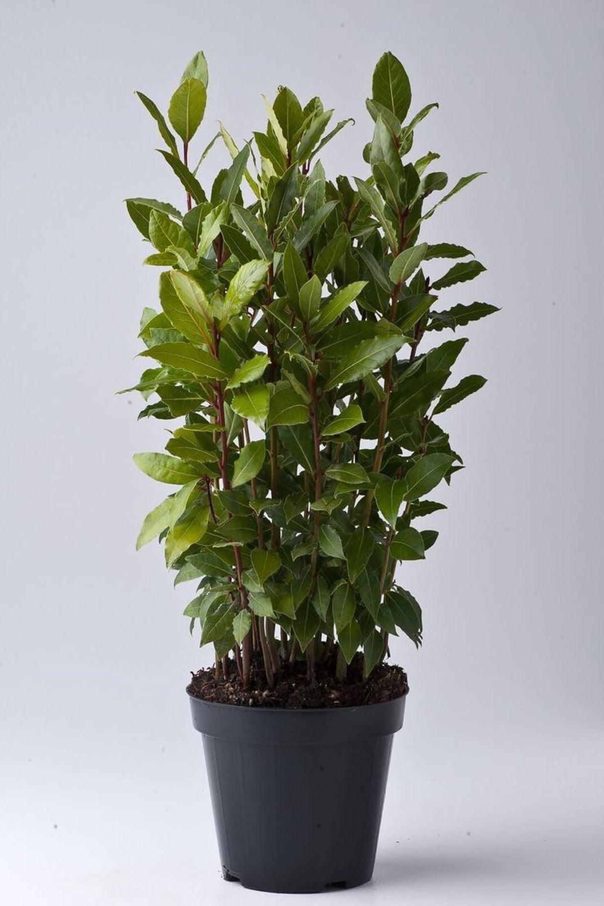 4 Adet Defne (Laurus) 80-100 cm Fidanı – ModaBotanik’te!