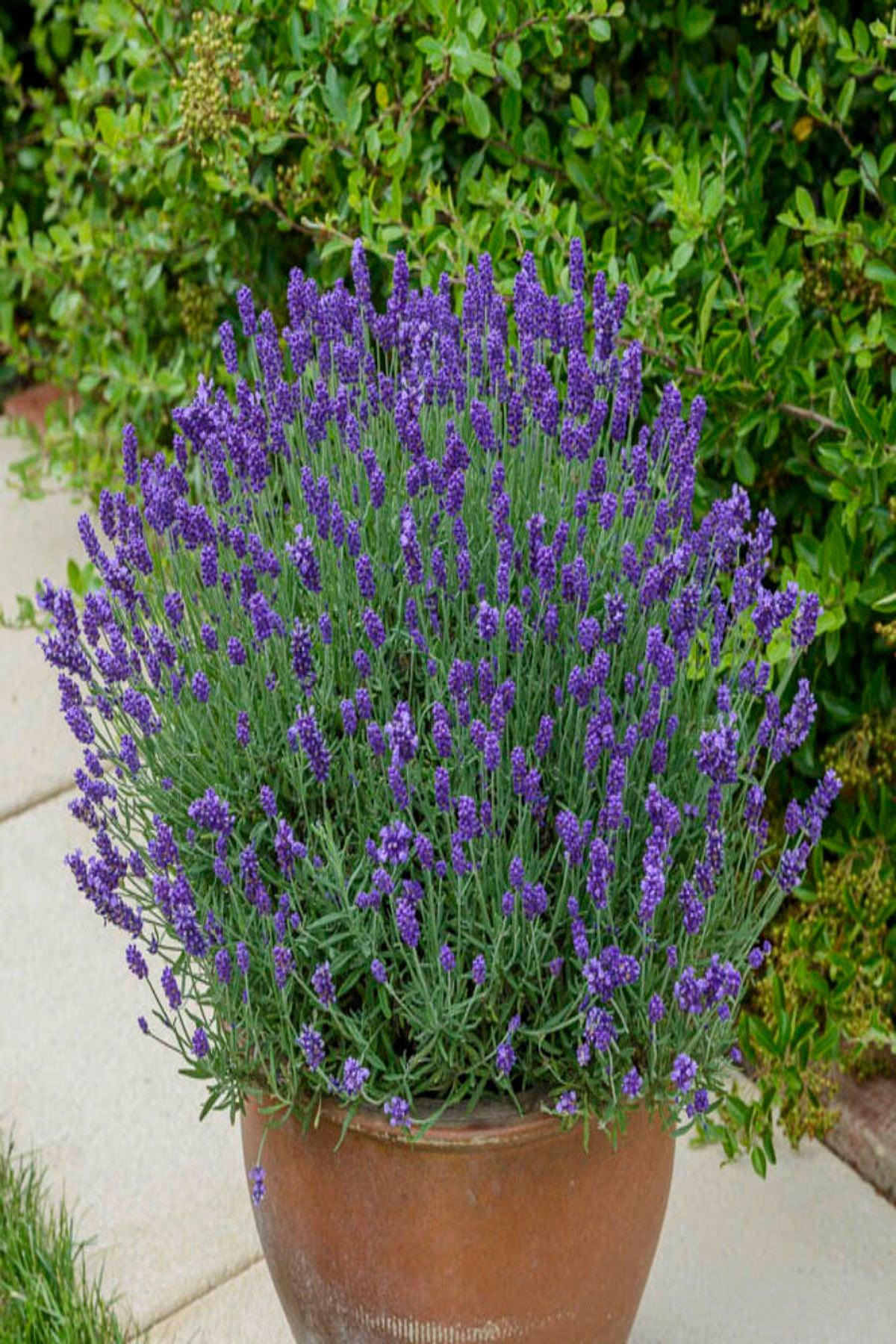 10 Adet Mor Vienco Lavanta Fidesi (Lavandula Angustifolia Purple Fidesi 5-10 cm)