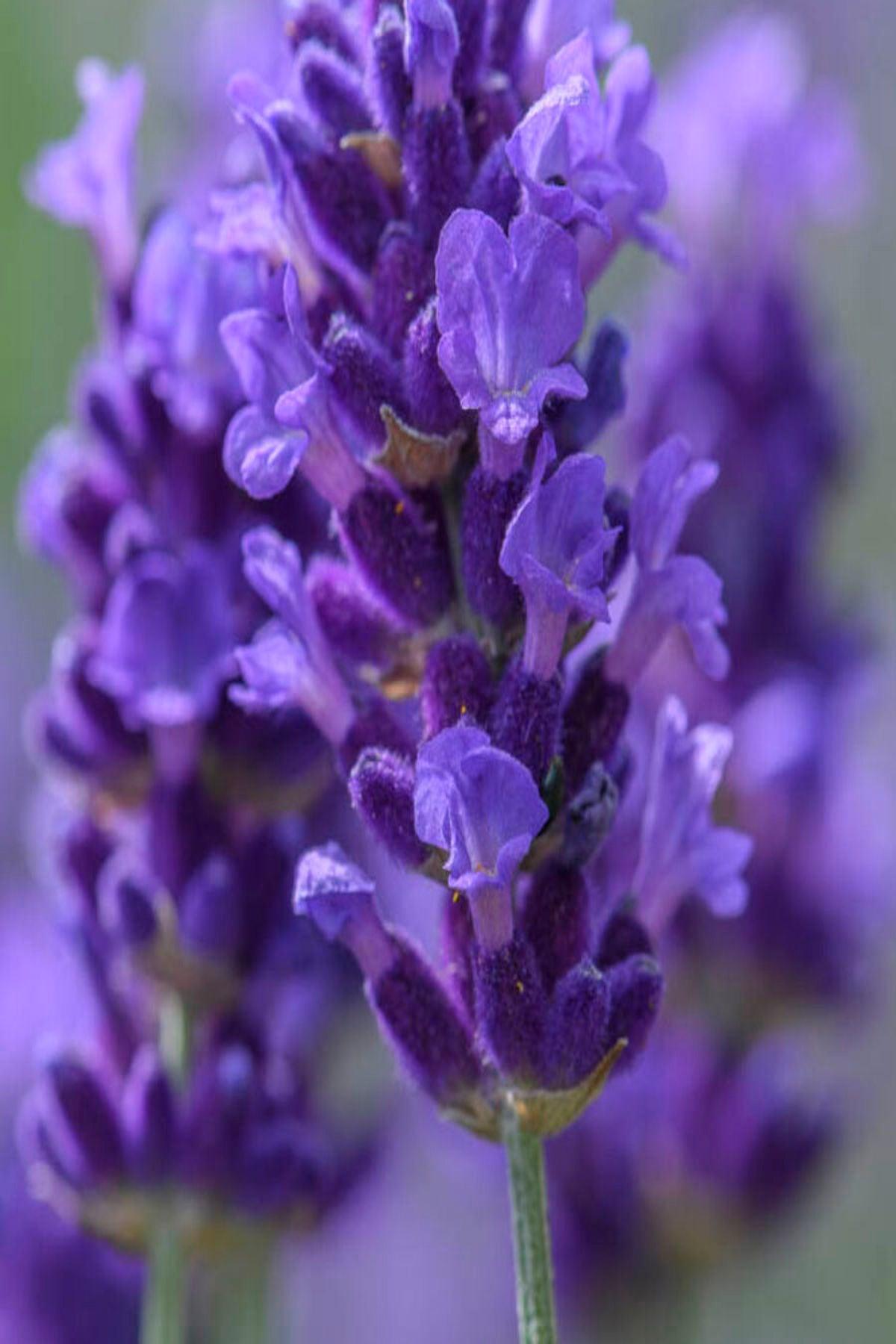 10 Adet Mor Vienco Lavanta Fidesi (Lavandula Angustifolia Purple Fidesi 5-10 cm)