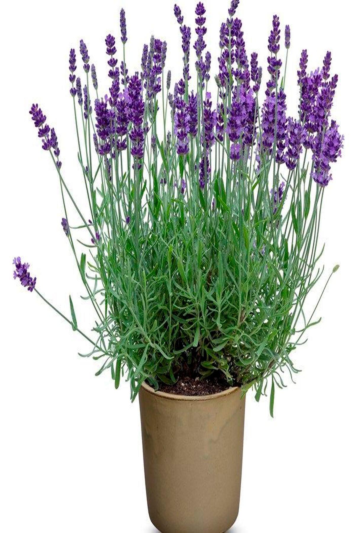 10 Adet Lavanta Fidesi(mini 5-10 cm) (Lavandula Angustifolia) - Bahçenize Huzur ve Güzellik Katın!