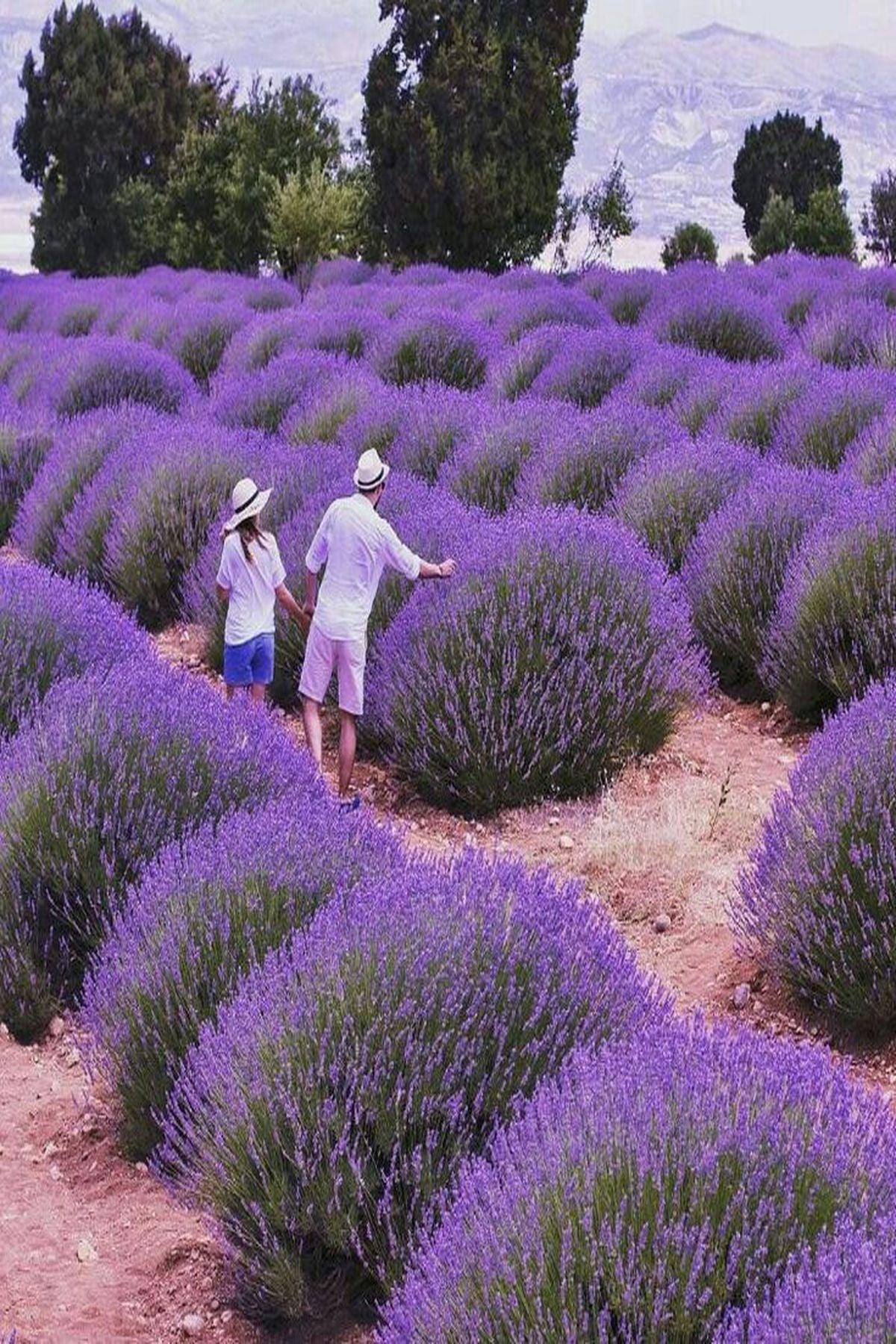 10 Adet Lavanta Fidesi(mini 5-10 cm) (Lavandula Angustifolia) - Bahçenize Huzur ve Güzellik Katın!