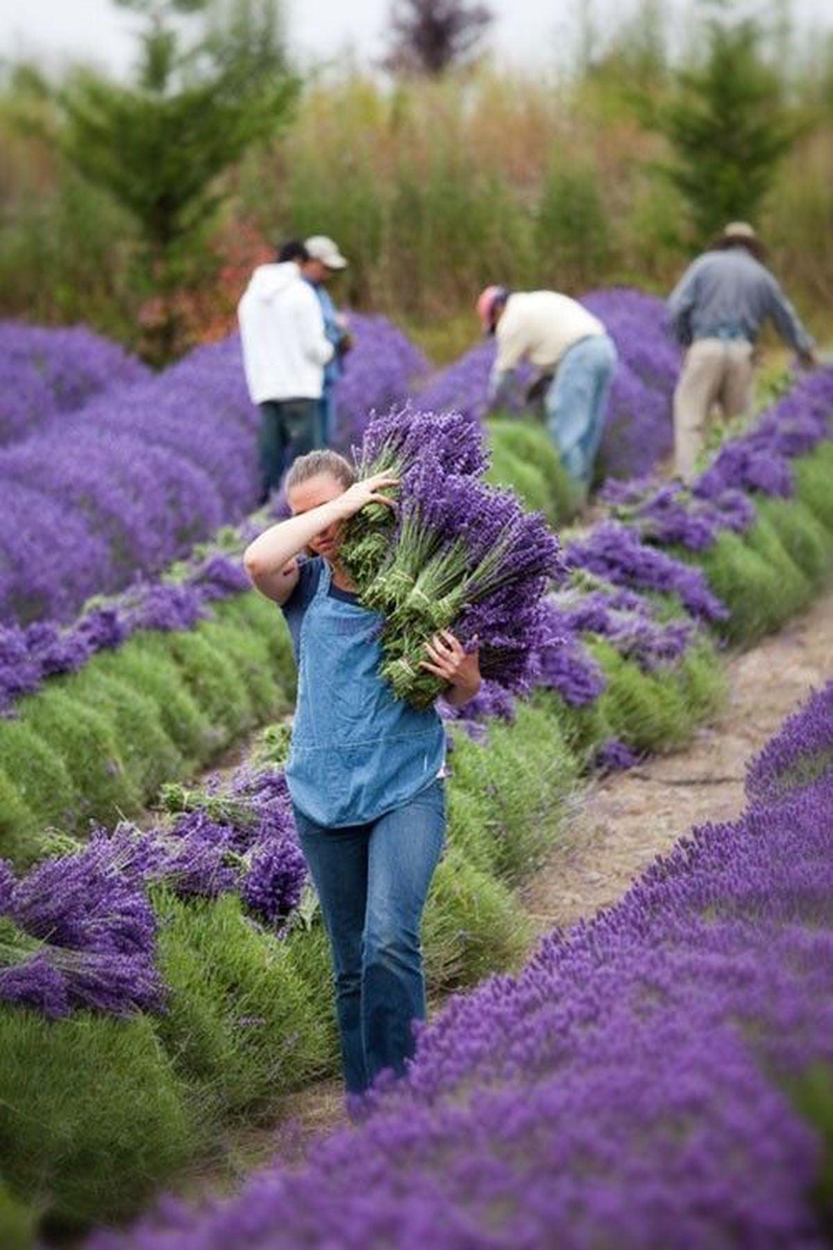 10 Adet Lavanta Fidesi(mini 5-10 cm) (Lavandula Angustifolia) - Bahçenize Huzur ve Güzellik Katın!