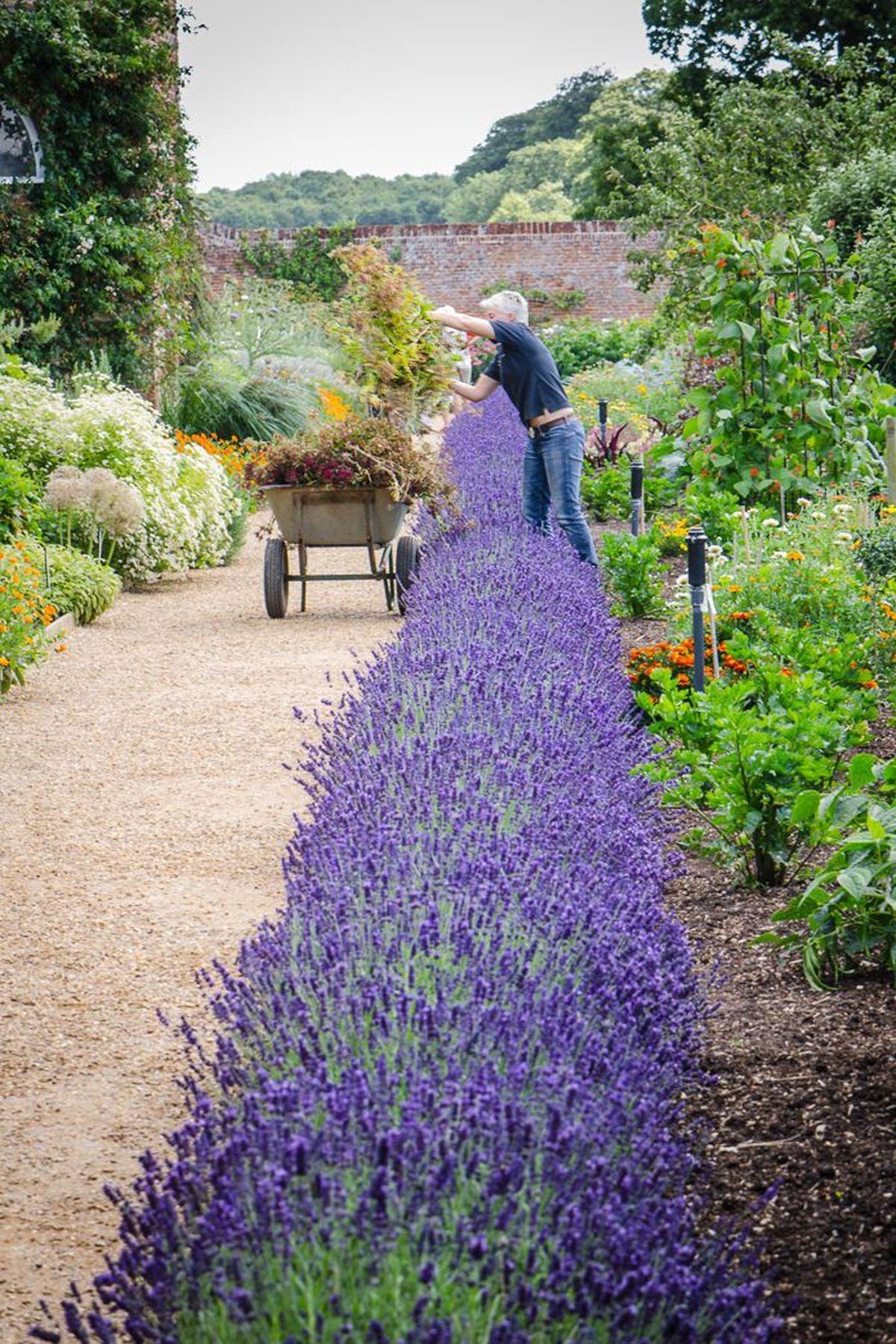 10 Adet Lavanta Fidesi(mini 5-10 cm) (Lavandula Angustifolia) - Bahçenize Huzur ve Güzellik Katın!