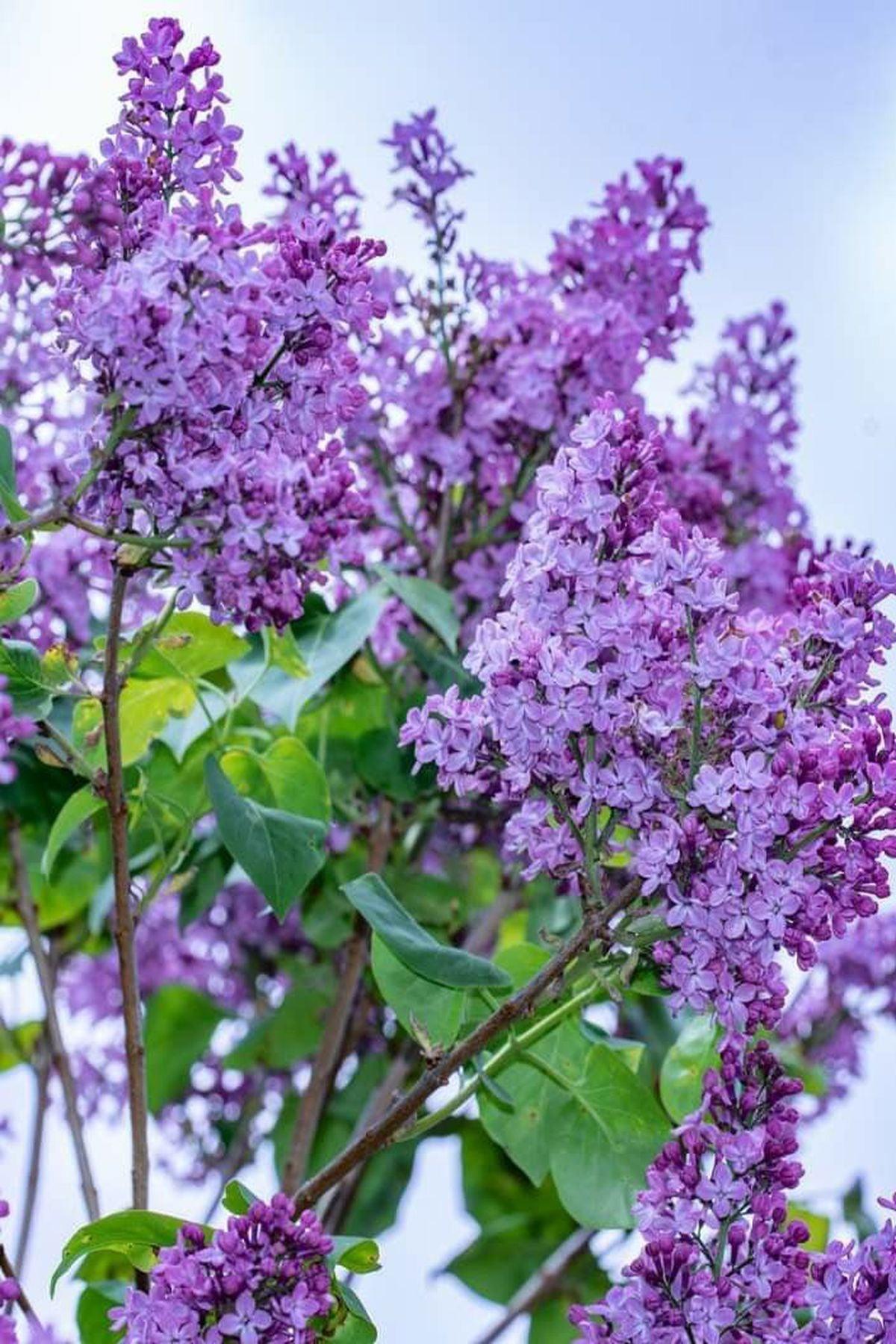 4 Adet Syringa vulgaris Leylak Fidanı(50-80cm) – ModaBotanik’te!