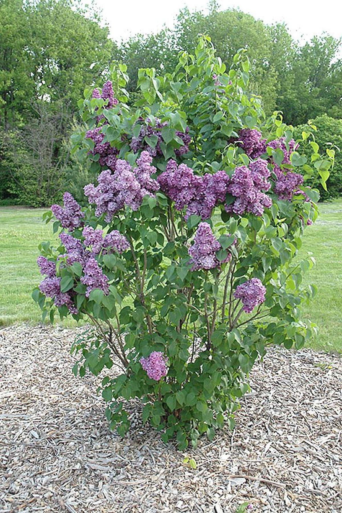 4 Adet Syringa vulgaris Leylak Fidanı(50-80cm) – ModaBotanik’te!