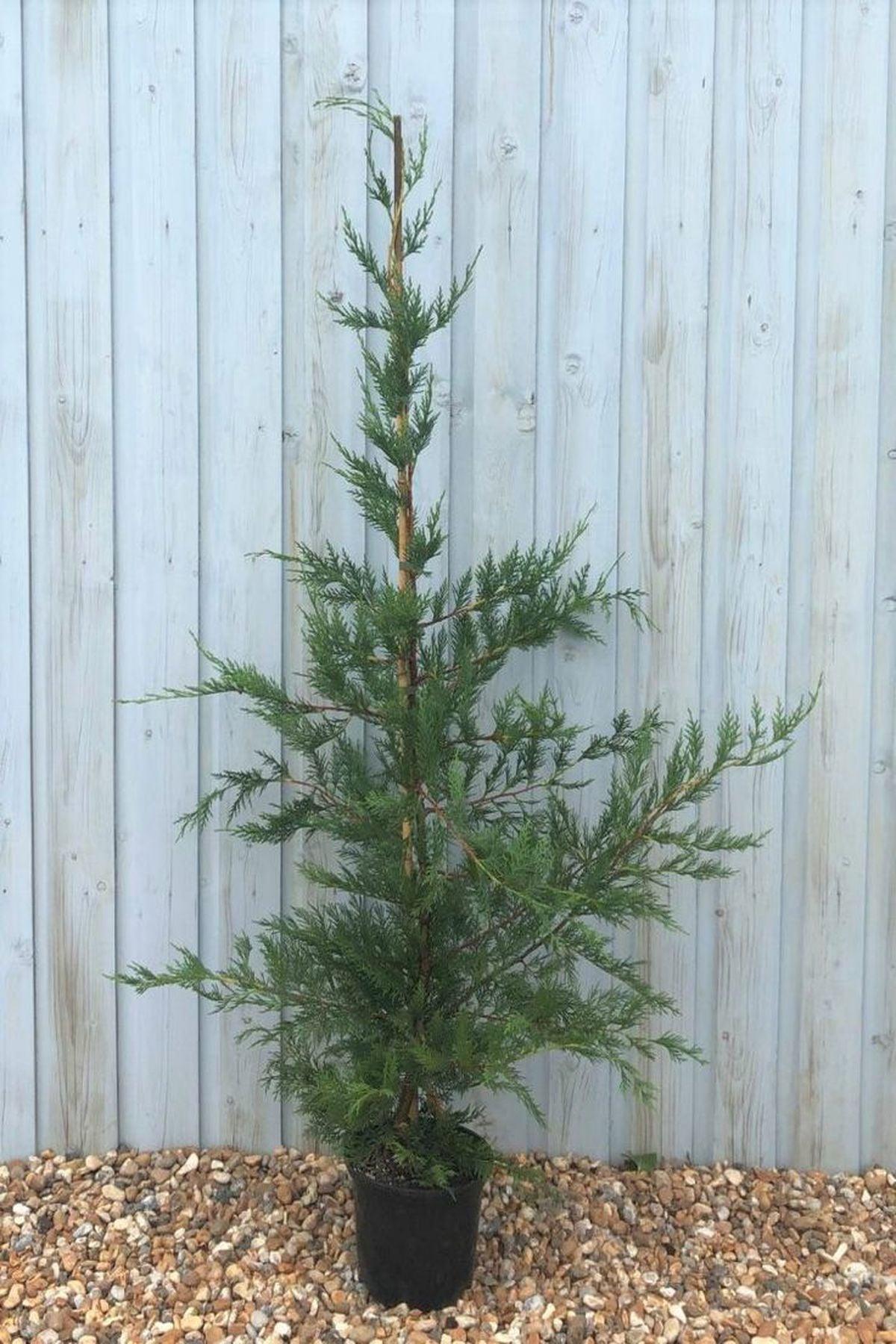 5 Adet Cupressocyparis Leylandii (Leylandi) Fidanı 100-125 cm- Hızlı Büyüyen ve Etkileyici Çit Bitkisi