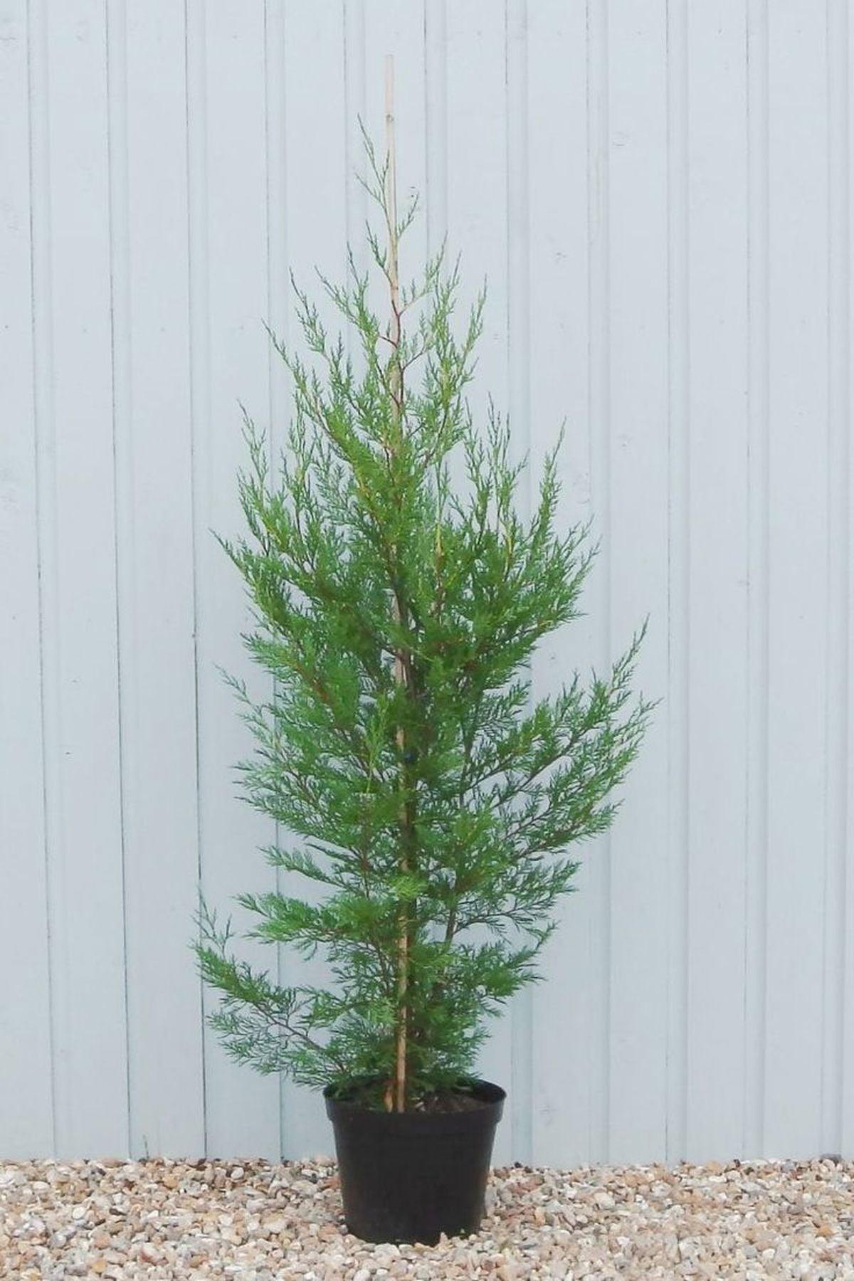 5 Adet Cupressocyparis Leylandii (Leylandi) Fidanı 100-125 cm- Hızlı Büyüyen ve Etkileyici Çit Bitkisi