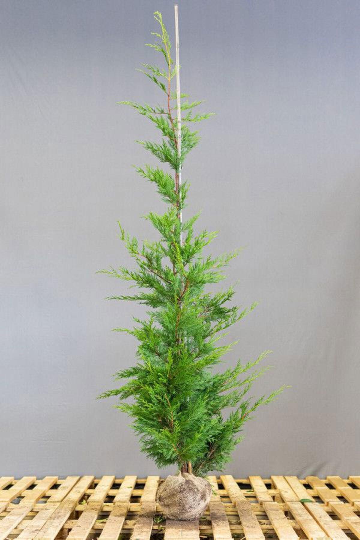 5 Adet Cupressocyparis Leylandii (Leylandi) Fidanı 100-125 cm- Hızlı Büyüyen ve Etkileyici Çit Bitkisi