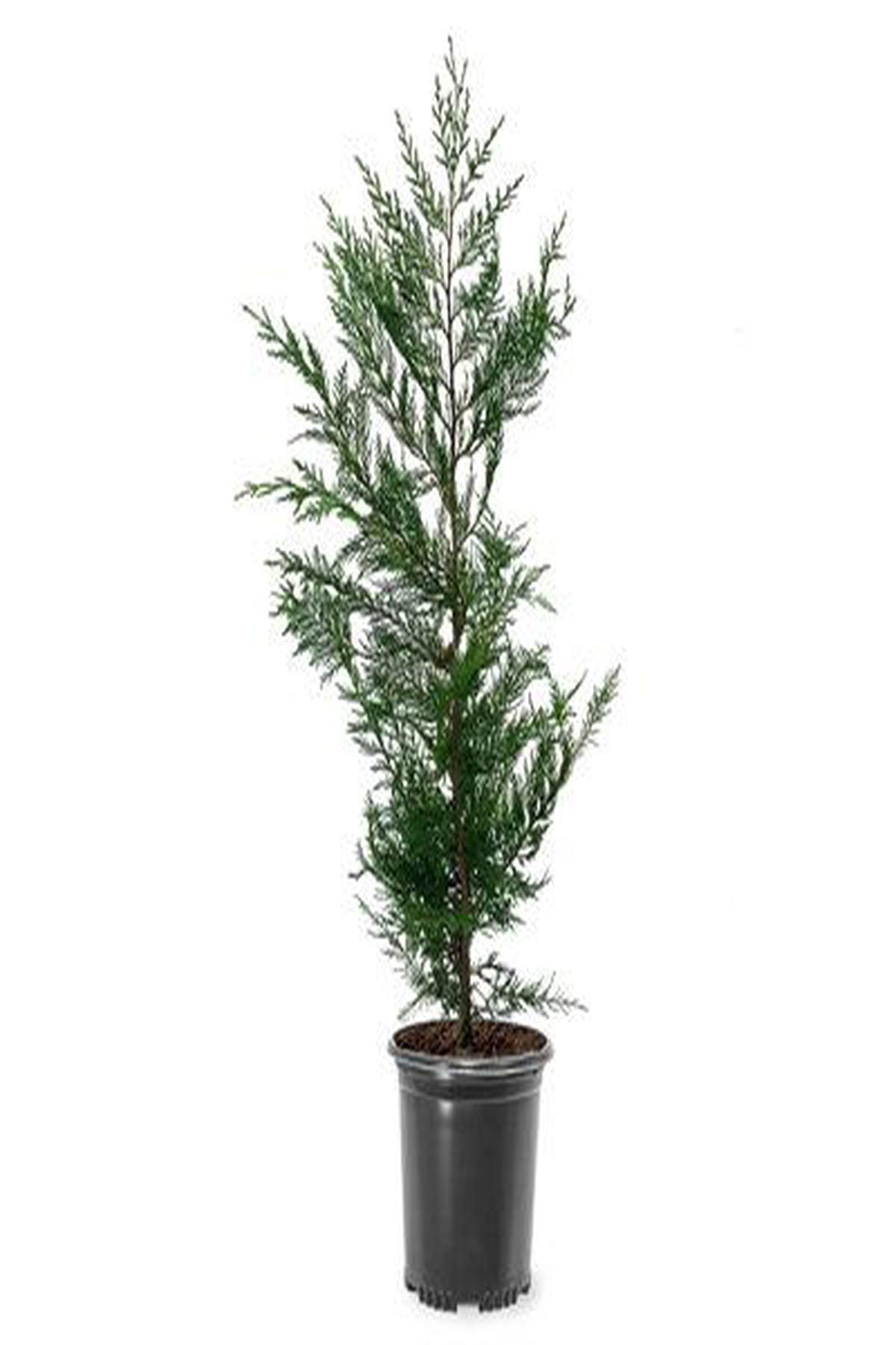 10 Adet Cupressocyparis Leylandii (Leylandi) Fidanı 40-60 cm- Hızlı Büyüyen ve Etkileyici Çit Bitkisi