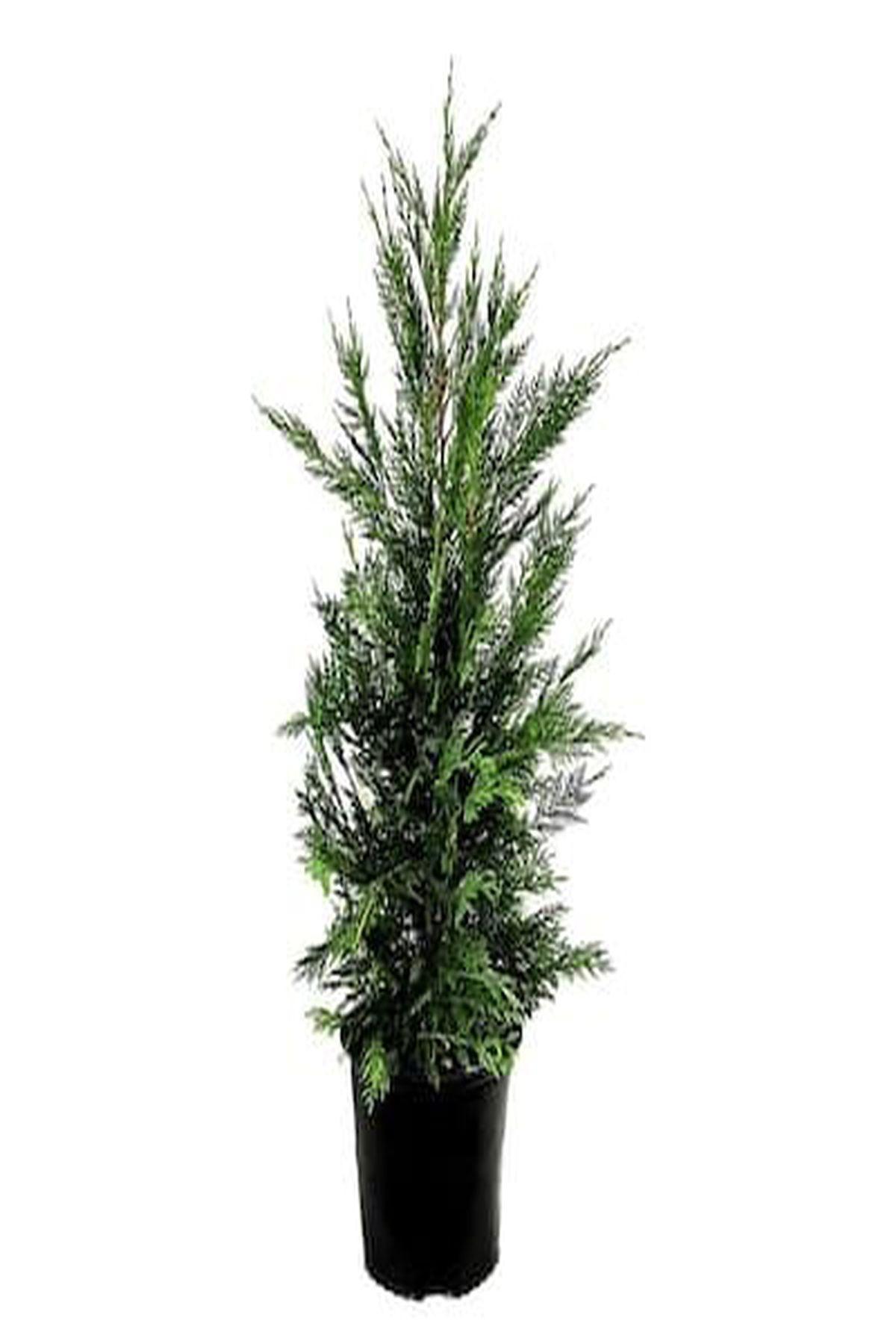 10 Adet Cupressocyparis Leylandii (Leylandi) Fidanı 40-60 cm- Hızlı Büyüyen ve Etkileyici Çit Bitkisi