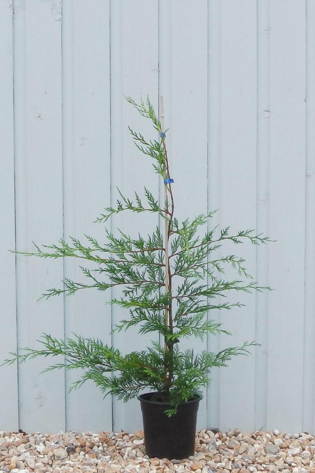 10 Adet Cupressocyparis Leylandii (Leylandi) Fidanı 40-60 cm- Hızlı Büyüyen ve Etkileyici Çit Bitkisi