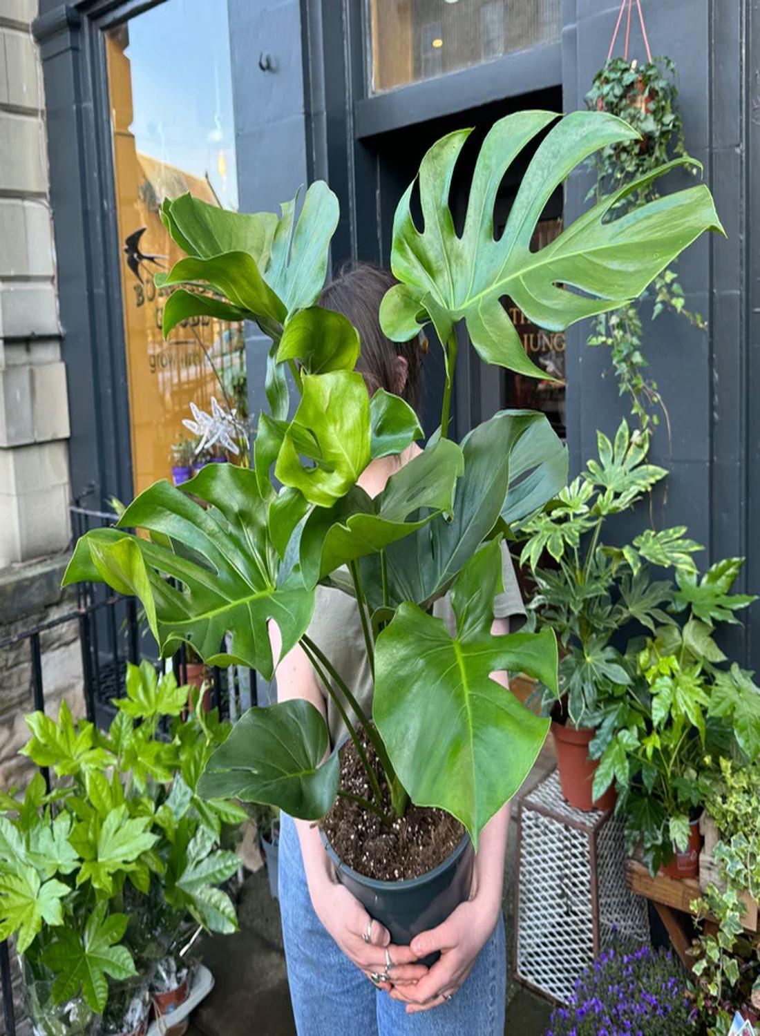 Monstera Deliciosa - Dolgun Form İri Yapraklı Deve Tabanı Çiçeği (80-90 cm) | Modern Dekorasyonun Vazgeçilmezi!