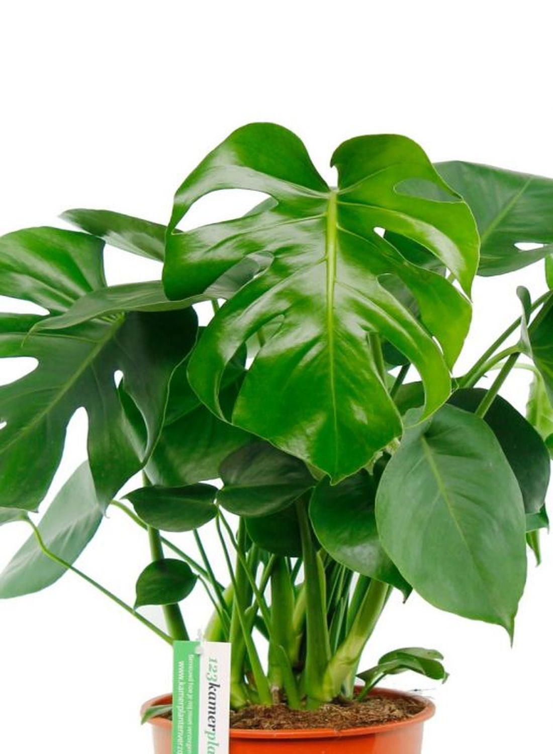 Monstera Deliciosa - Dolgun Form İri Yapraklı Deve Tabanı Çiçeği (80-90 cm) | Modern Dekorasyonun Vazgeçilmezi!