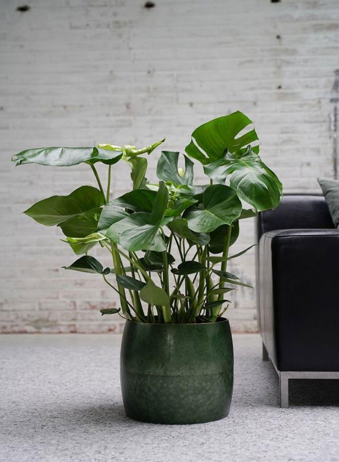 Monstera Deliciosa - Dolgun Form İri Yapraklı Deve Tabanı Çiçeği (80-90 cm) | Modern Dekorasyonun Vazgeçilmezi!