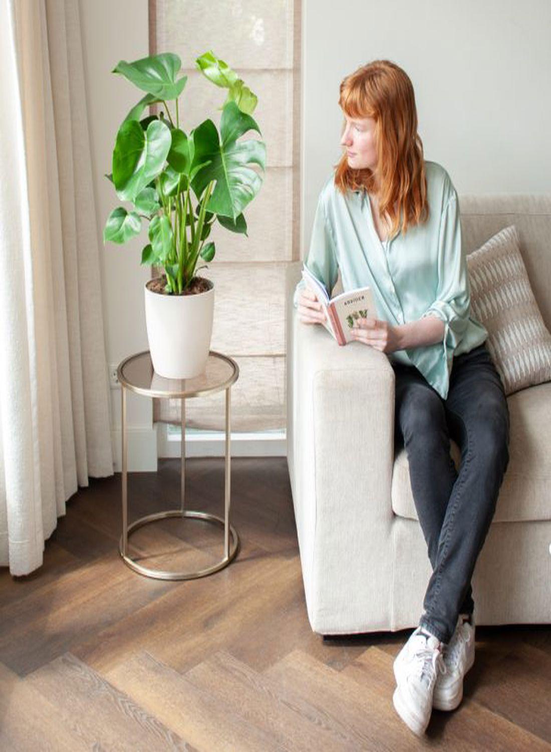 Monstera Deliciosa - Dolgun Form İri Yapraklı Deve Tabanı Çiçeği (80-90 cm) | Modern Dekorasyonun Vazgeçilmezi!
