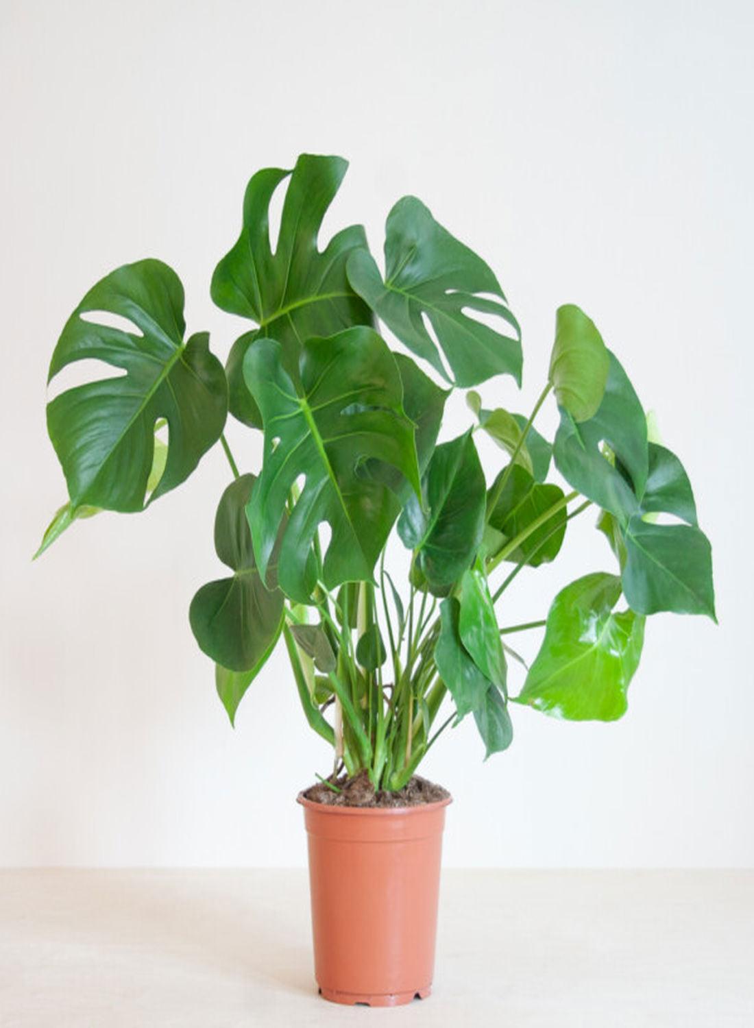 Monstera Deliciosa - Dolgun Form İri Yapraklı Deve Tabanı Çiçeği (80-90 cm) | Modern Dekorasyonun Vazgeçilmezi!