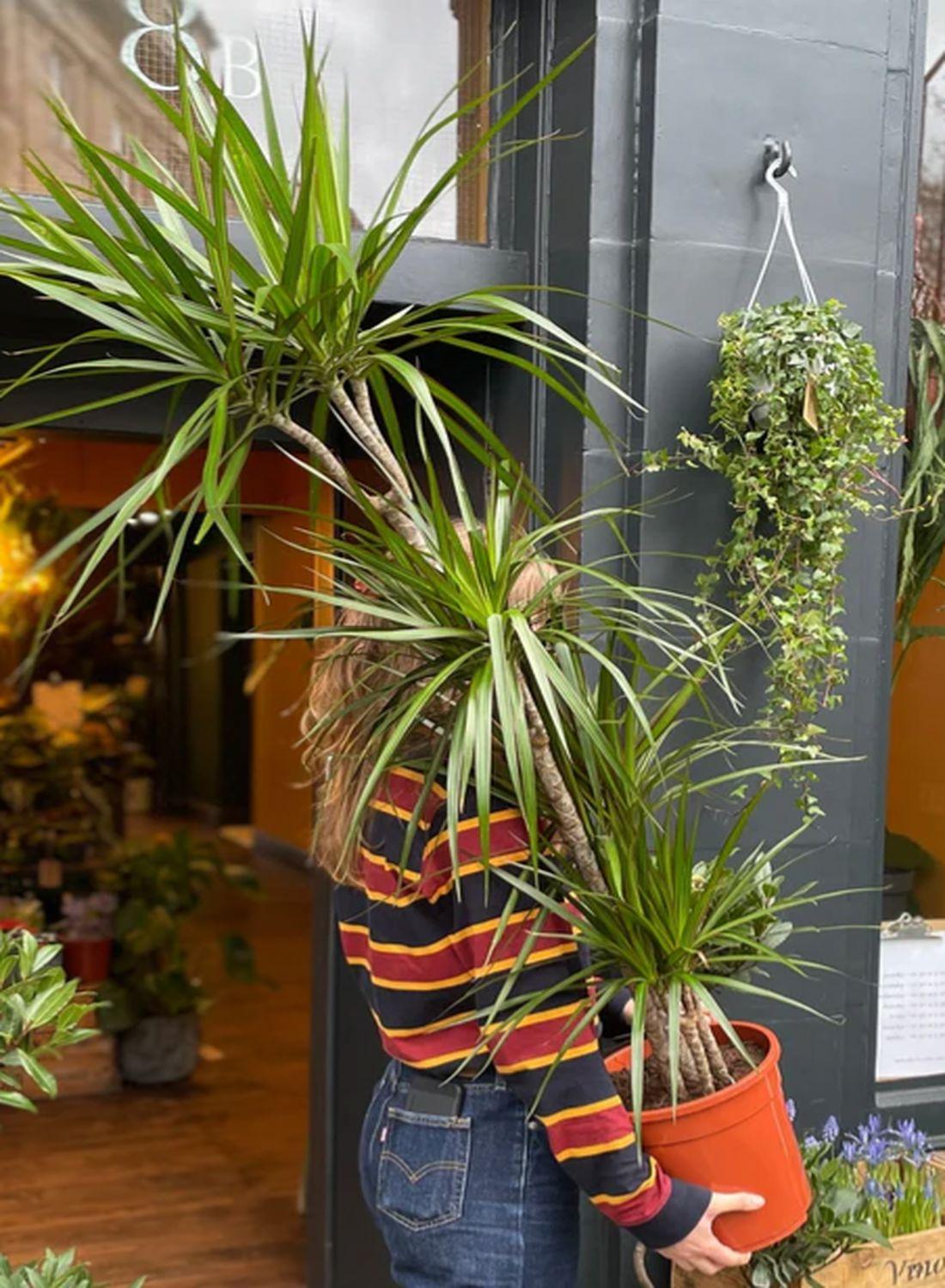 Madagaskar Dragon Ağacı Draçena - 2 Gövdeli Dracena Marginata 110-130 cm