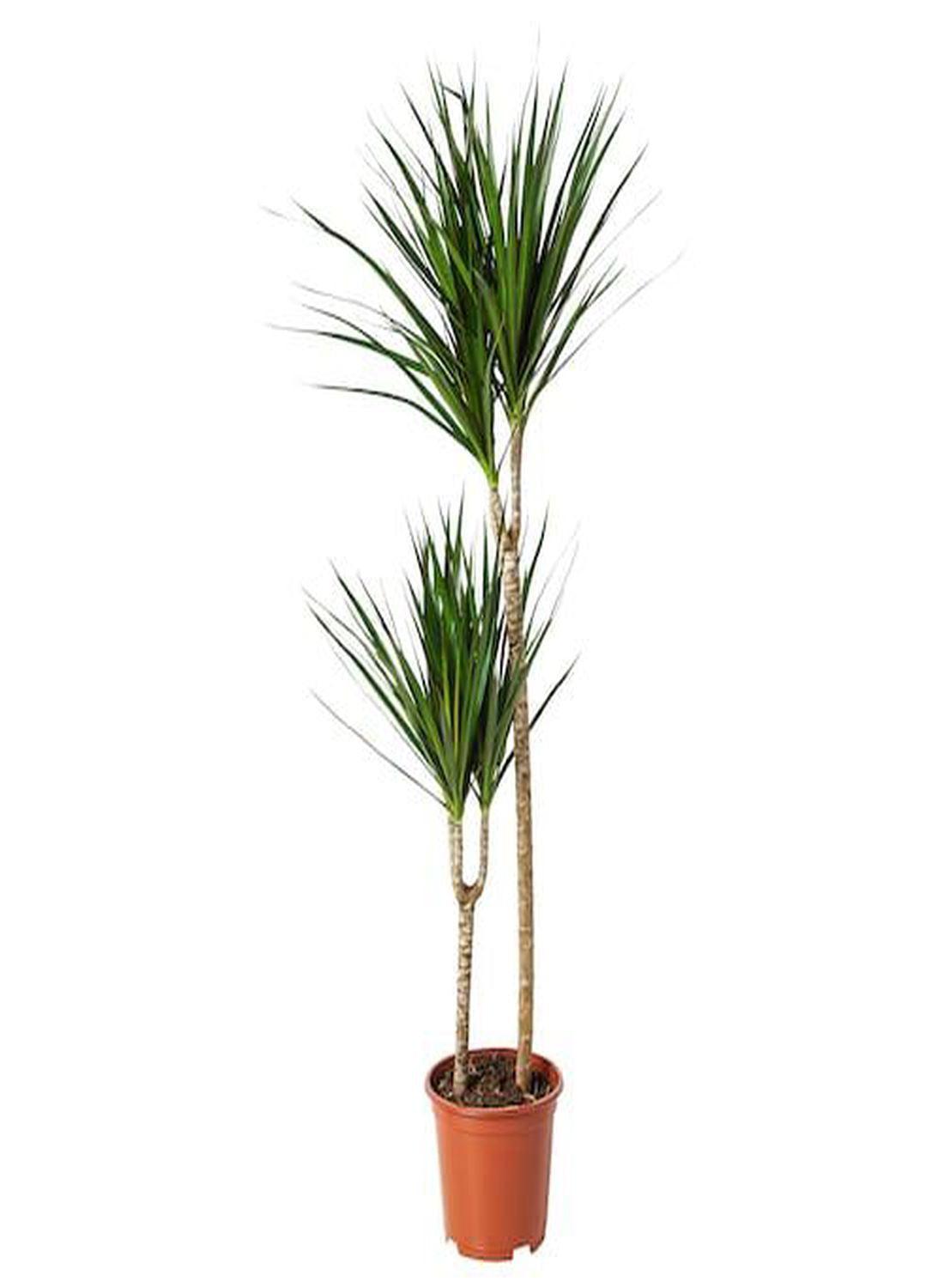 Madagaskar Dragon Ağacı Draçena - 2 Gövdeli Dracena Marginata 110-130 cm