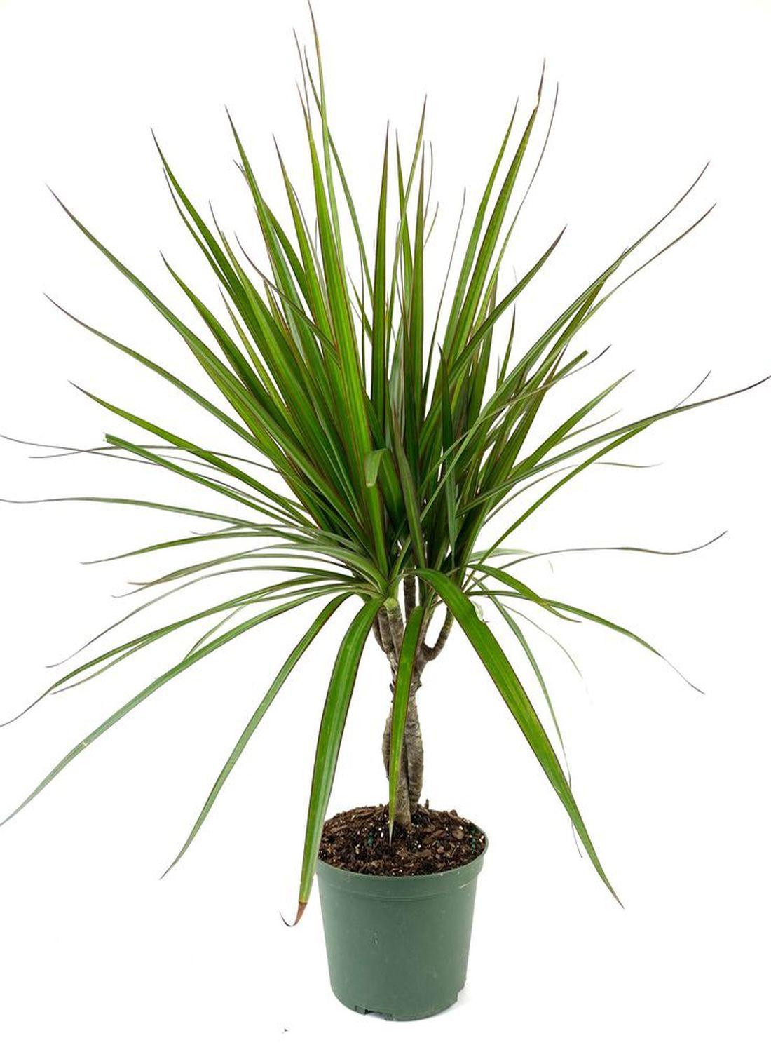 Egzotik Güzellik: Madagaskar Dragon Ağacı (40-60 cm) - Dekoratif & Dayanıklı Bitki