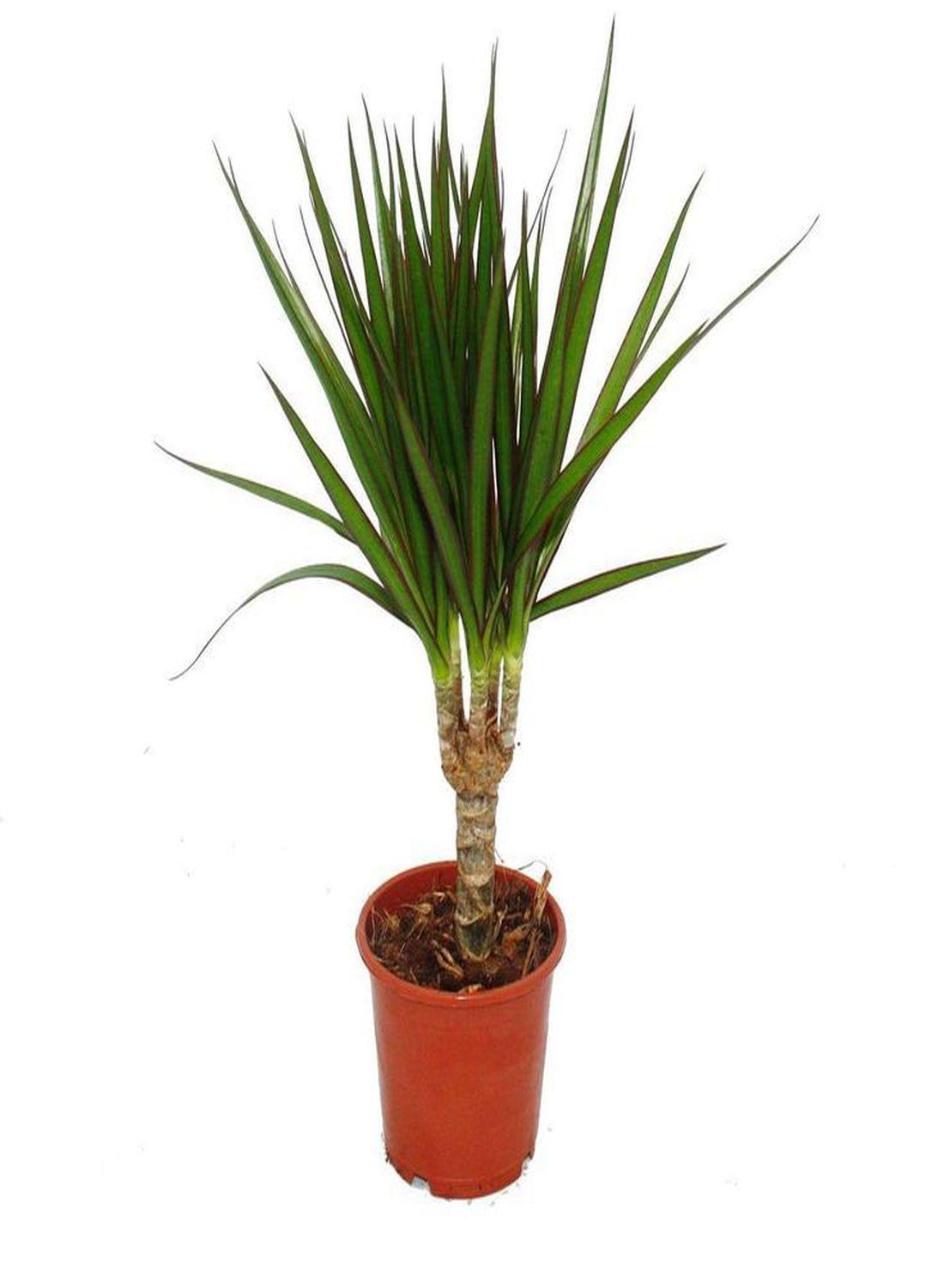 Egzotik Güzellik: Madagaskar Dragon Ağacı (40-60 cm) - Dekoratif & Dayanıklı Bitki