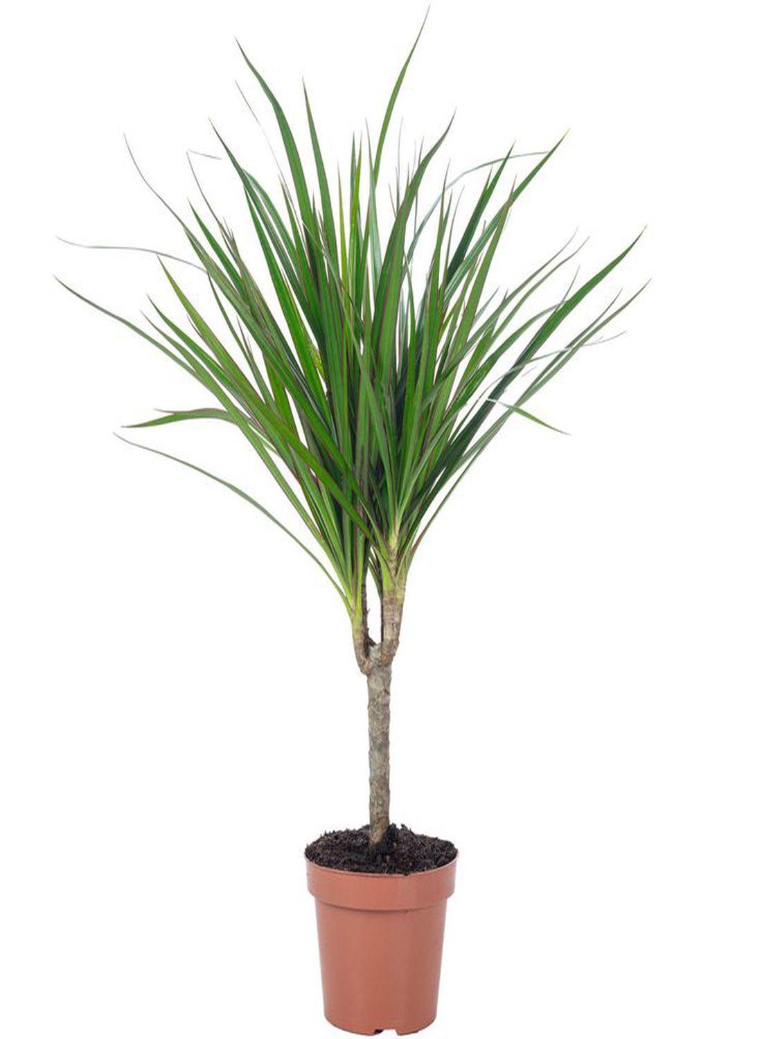 Egzotik Güzellik: Madagaskar Dragon Ağacı (40-60 cm) - Dekoratif & Dayanıklı Bitki