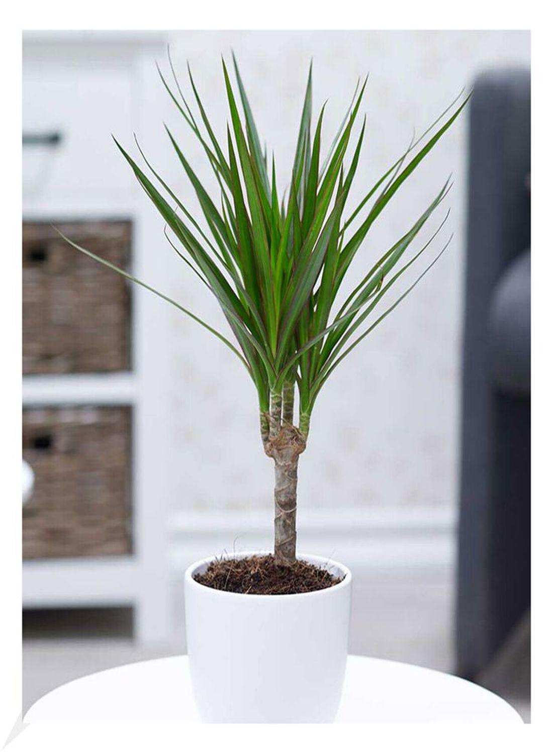 Egzotik Güzellik: Madagaskar Dragon Ağacı (40-60 cm) - Dekoratif & Dayanıklı Bitki