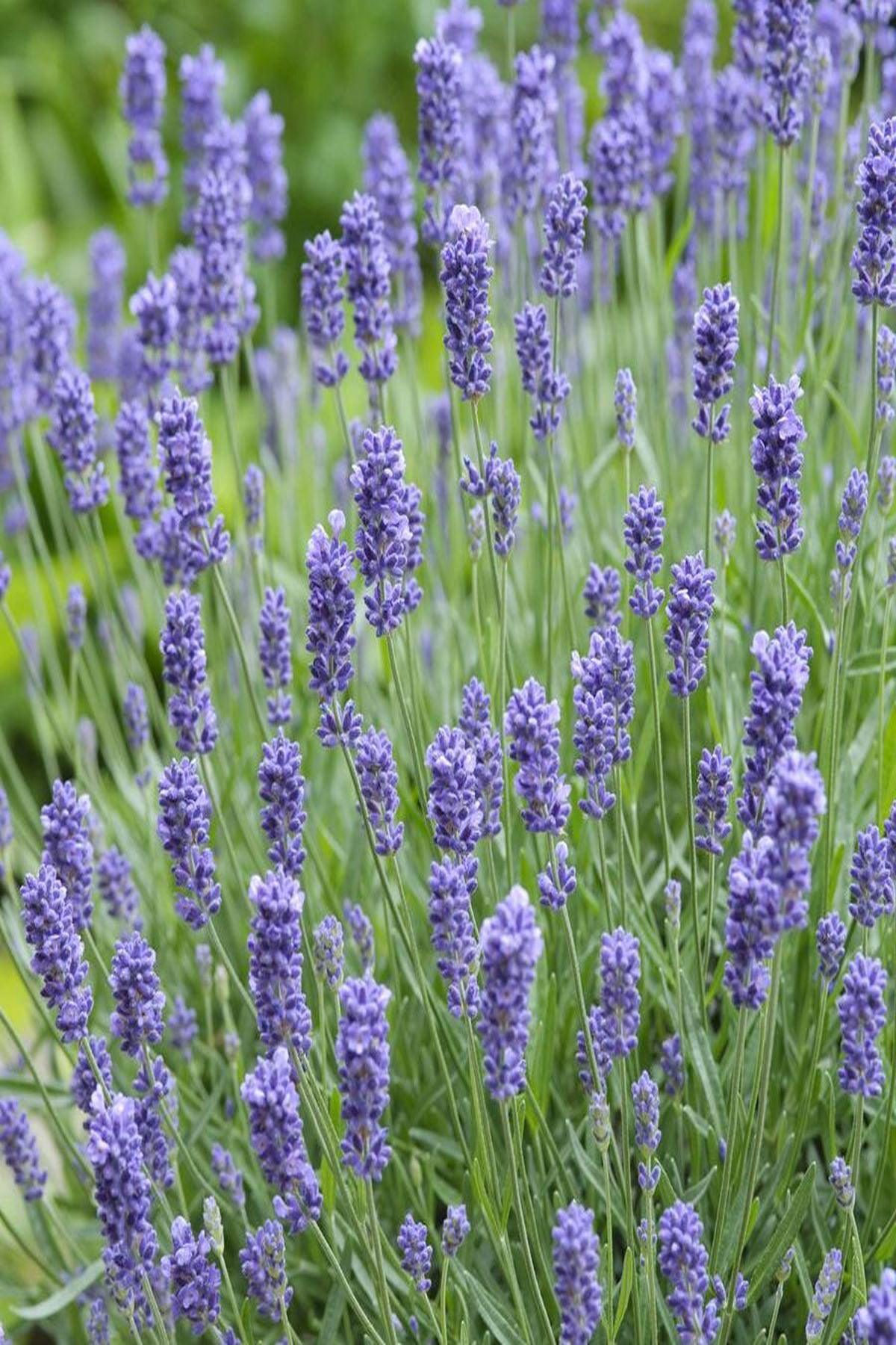 10 Adet Bodur Mavi Vienco Lavanta Fidesi (True Lavender Vienco Compact Blue mini saksı fidesi 5-10 cm)