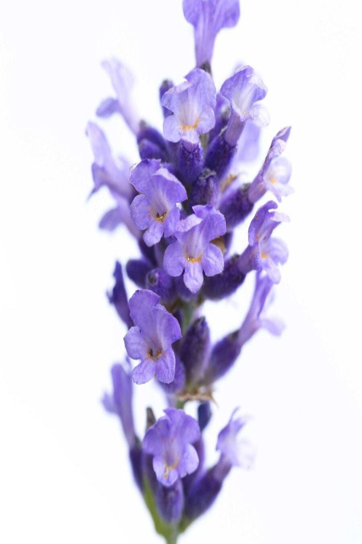 10 Adet Bodur Mavi Vienco Lavanta Fidesi (True Lavender Vienco Compact Blue mini saksı fidesi 5-10 cm)