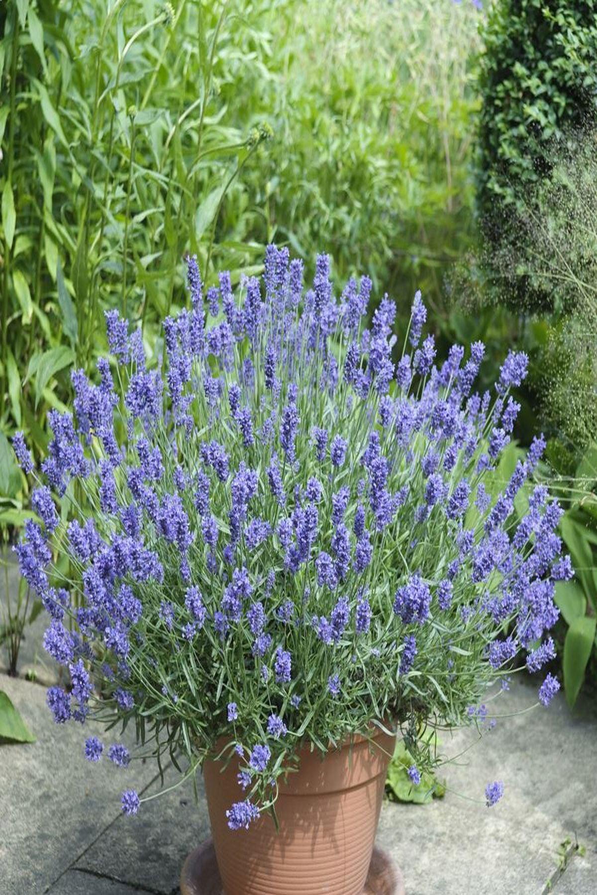 10 Adet Bodur Mavi Vienco Lavanta Fidesi (True Lavender Vienco Compact Blue mini saksı fidesi 5-10 cm)