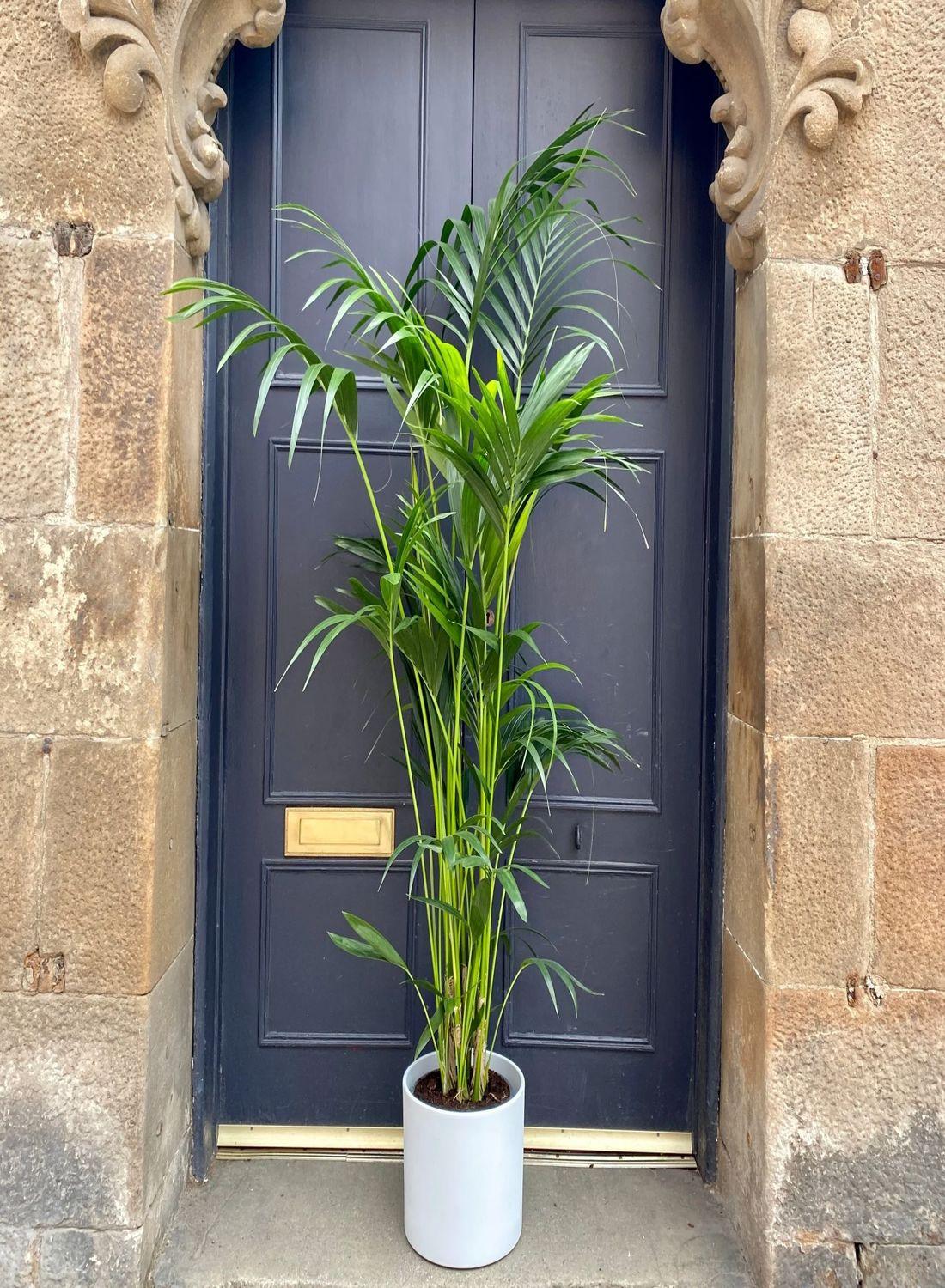 Kentia Palmiyesi - XL (Kentya Palmiyesi - Howea Forsteriana) 170-180 cm | Tropik Dekorasyon İçin Mükemmel Seçim