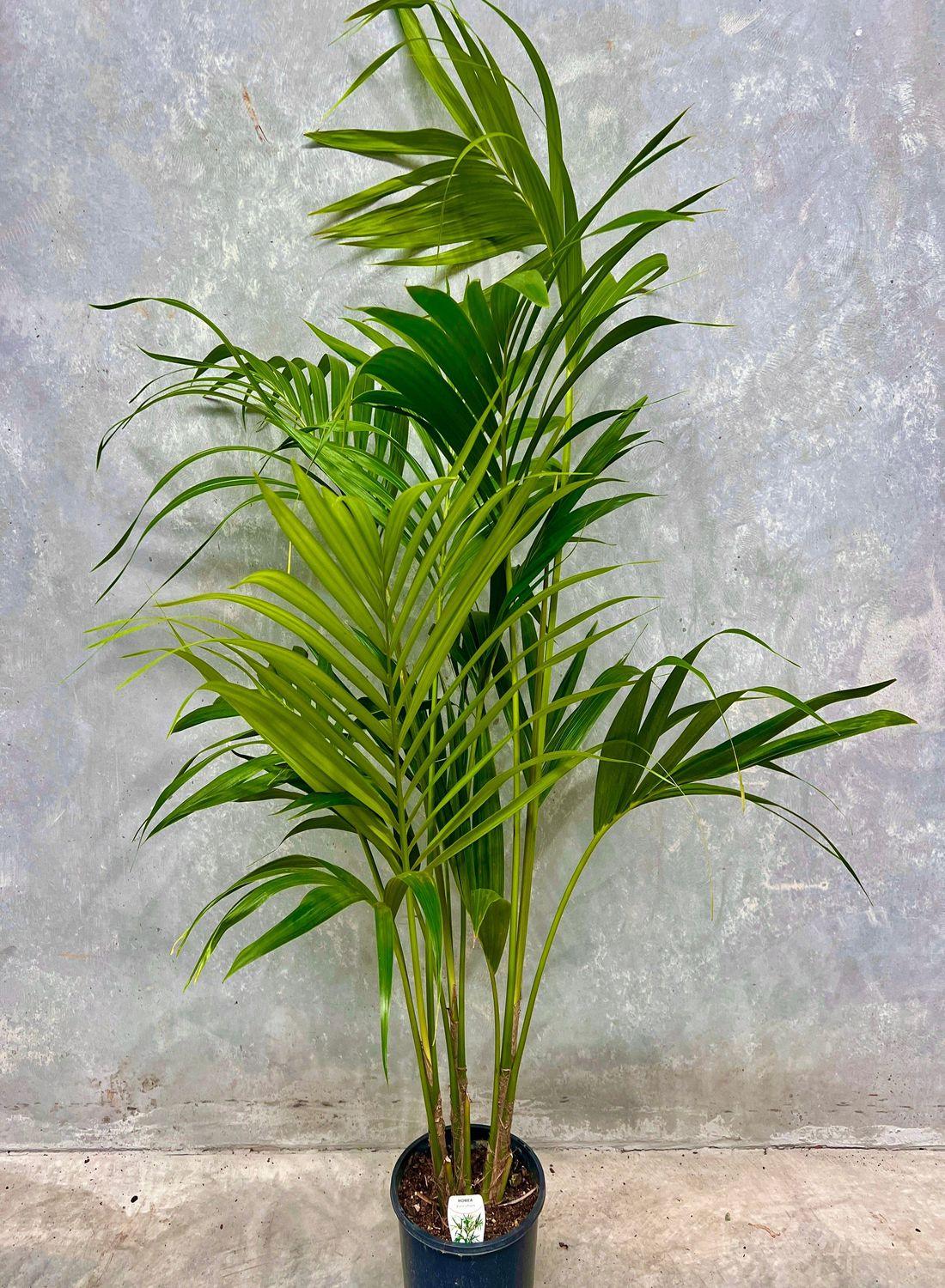 Kentia Palmiyesi - XL (Kentya Palmiyesi - Howea Forsteriana) 170-180 cm | Tropik Dekorasyon İçin Mükemmel Seçim