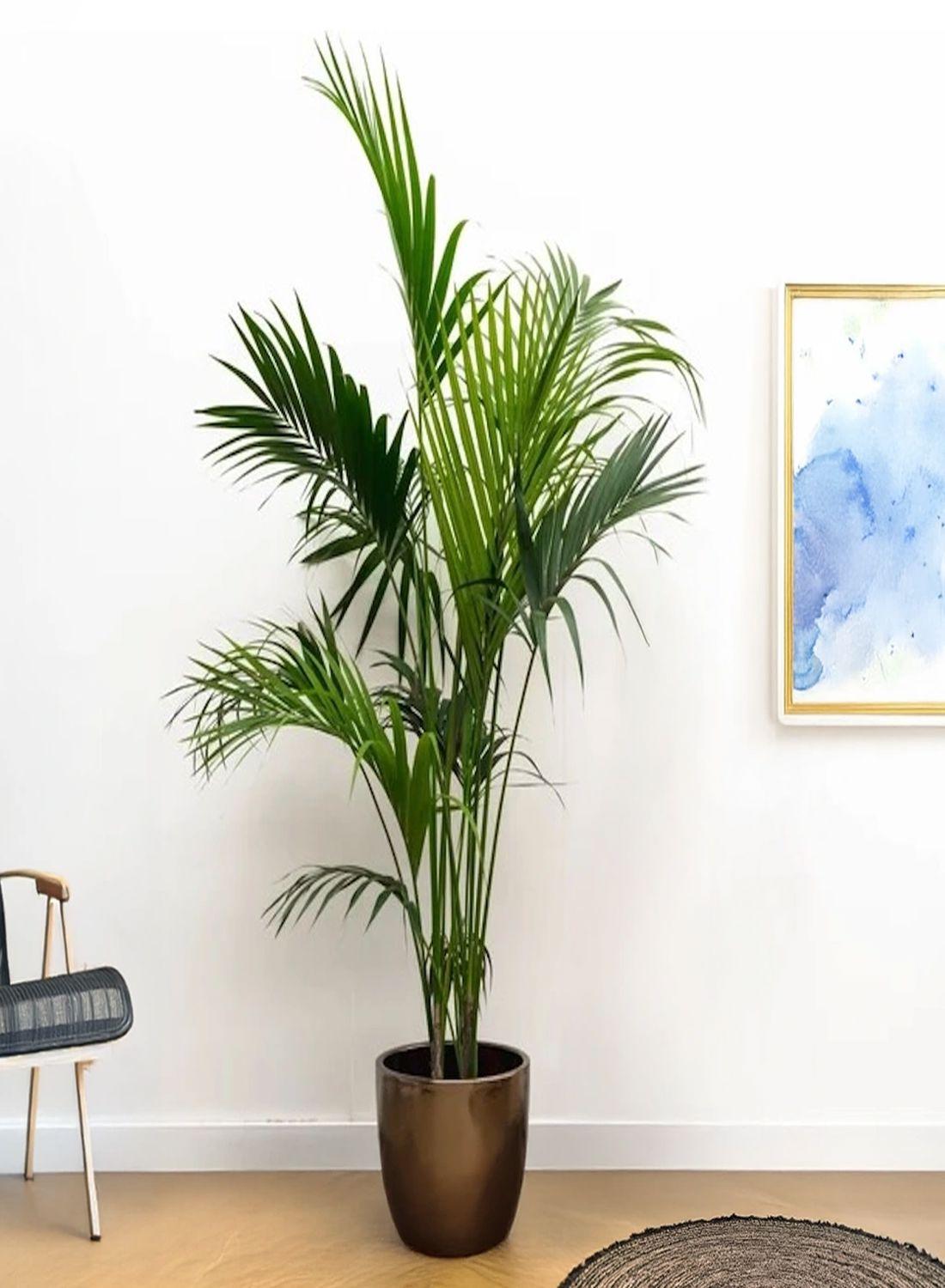 Kentia Palmiyesi - XL (Kentya Palmiyesi - Howea Forsteriana) 170-180 cm | Tropik Dekorasyon İçin Mükemmel Seçim
