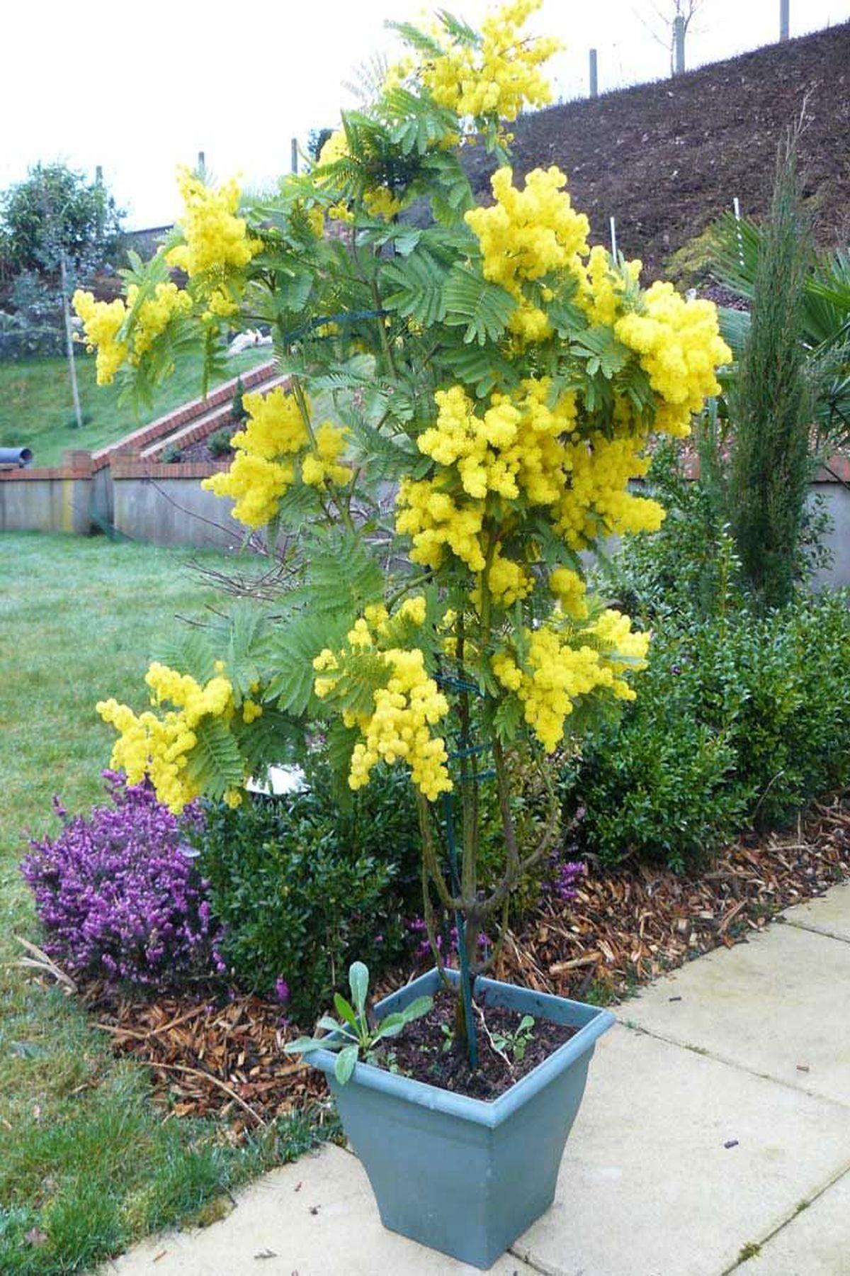 2 Adet Acacia Dealbata (Mimoza Ağacı) 80-120cm – Bahçenize Sarı Bir Bahar Şöleni!