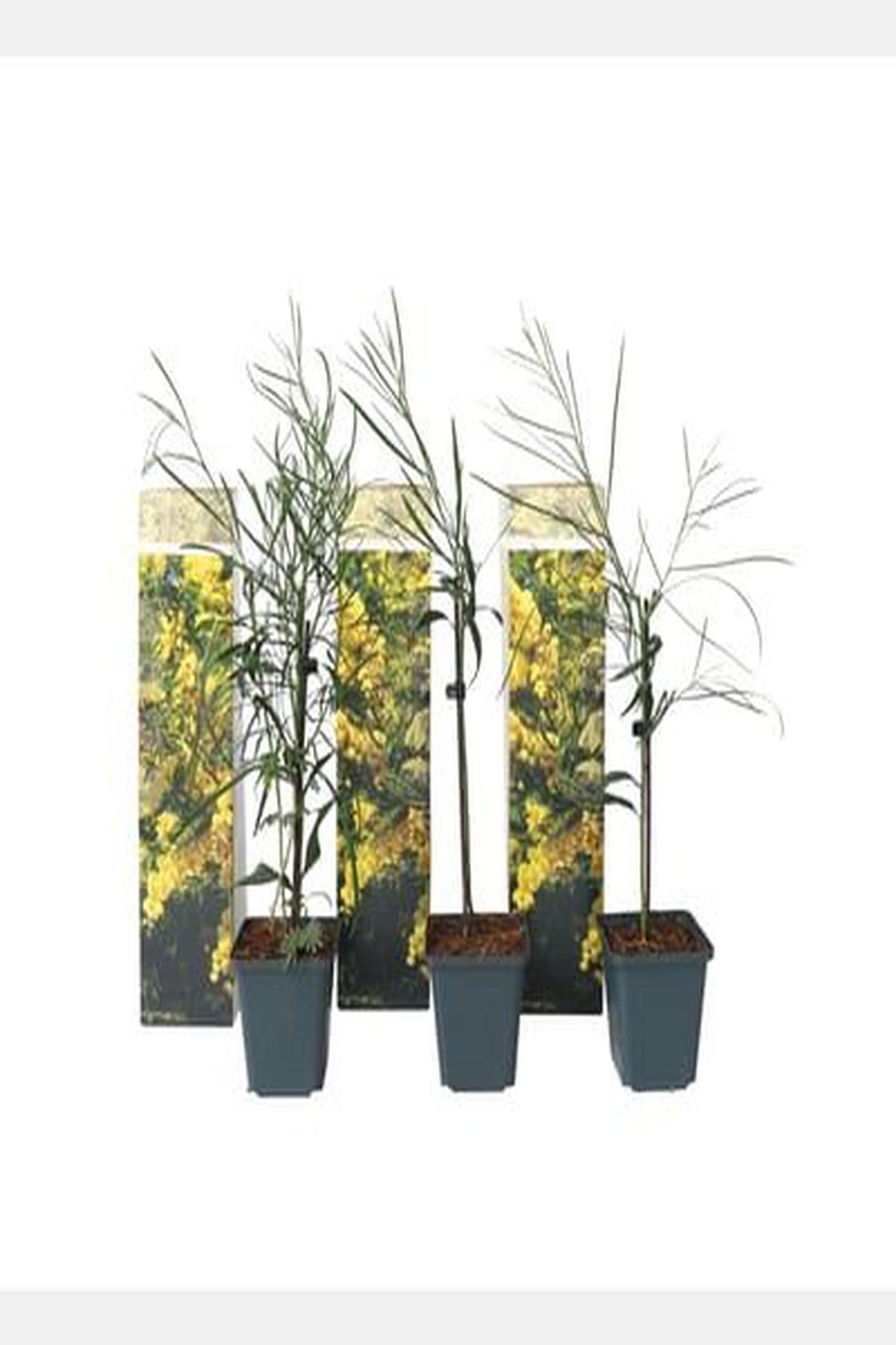 2 Adet Acacia Dealbata (Mimoza Ağacı) 80-120cm – Bahçenize Sarı Bir Bahar Şöleni!